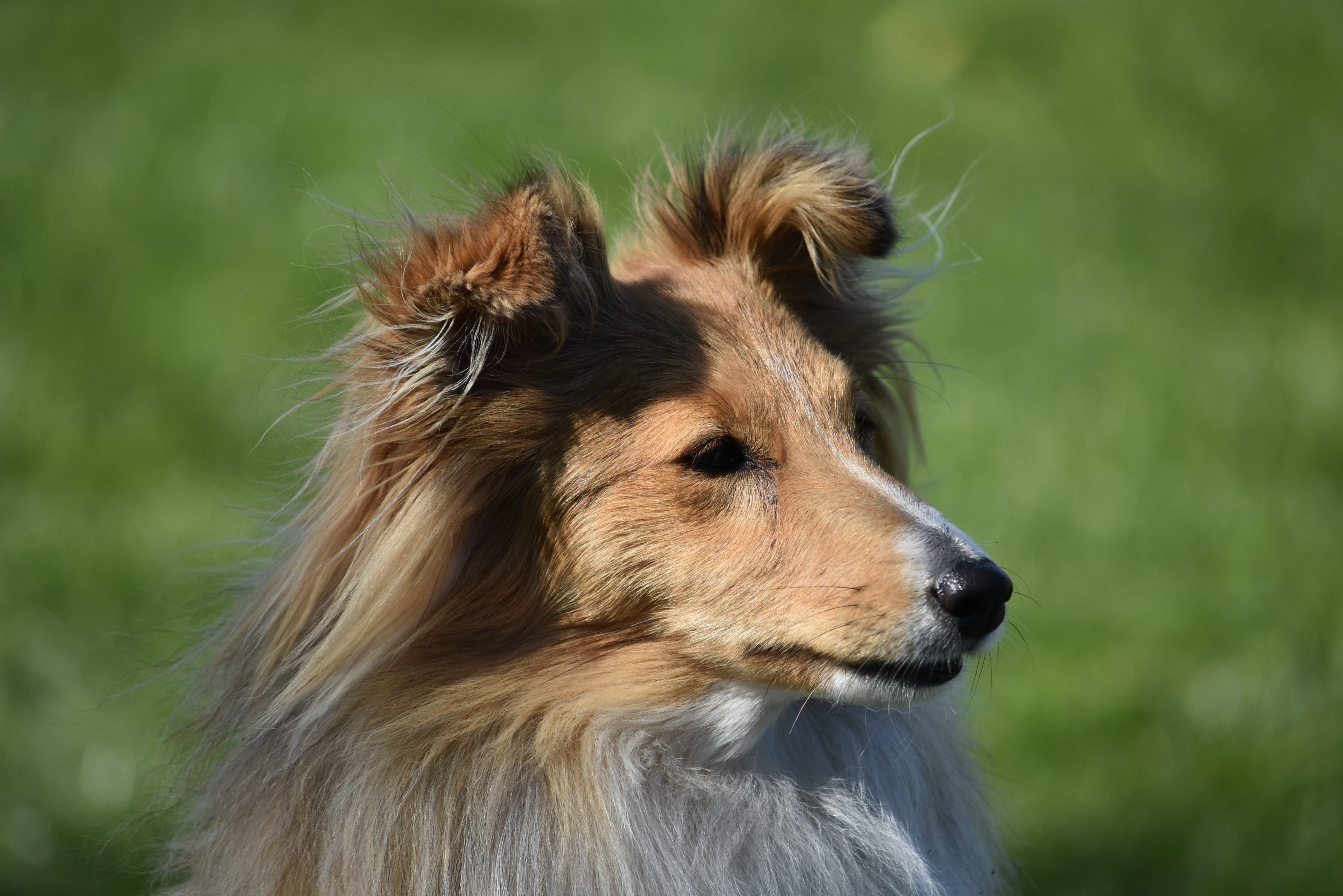 Praline Moravské srdce