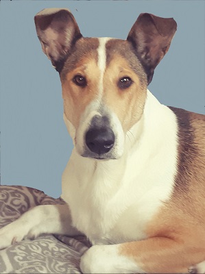 Mighty's Spring Meadow Sun Shawna