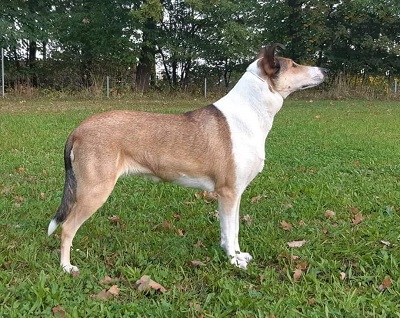 Mighty's Spring Meadow Sun Shawna