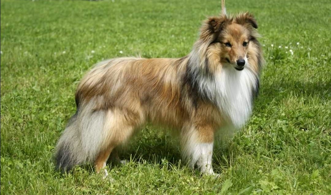 Ace of Spades Štěstí ze severu