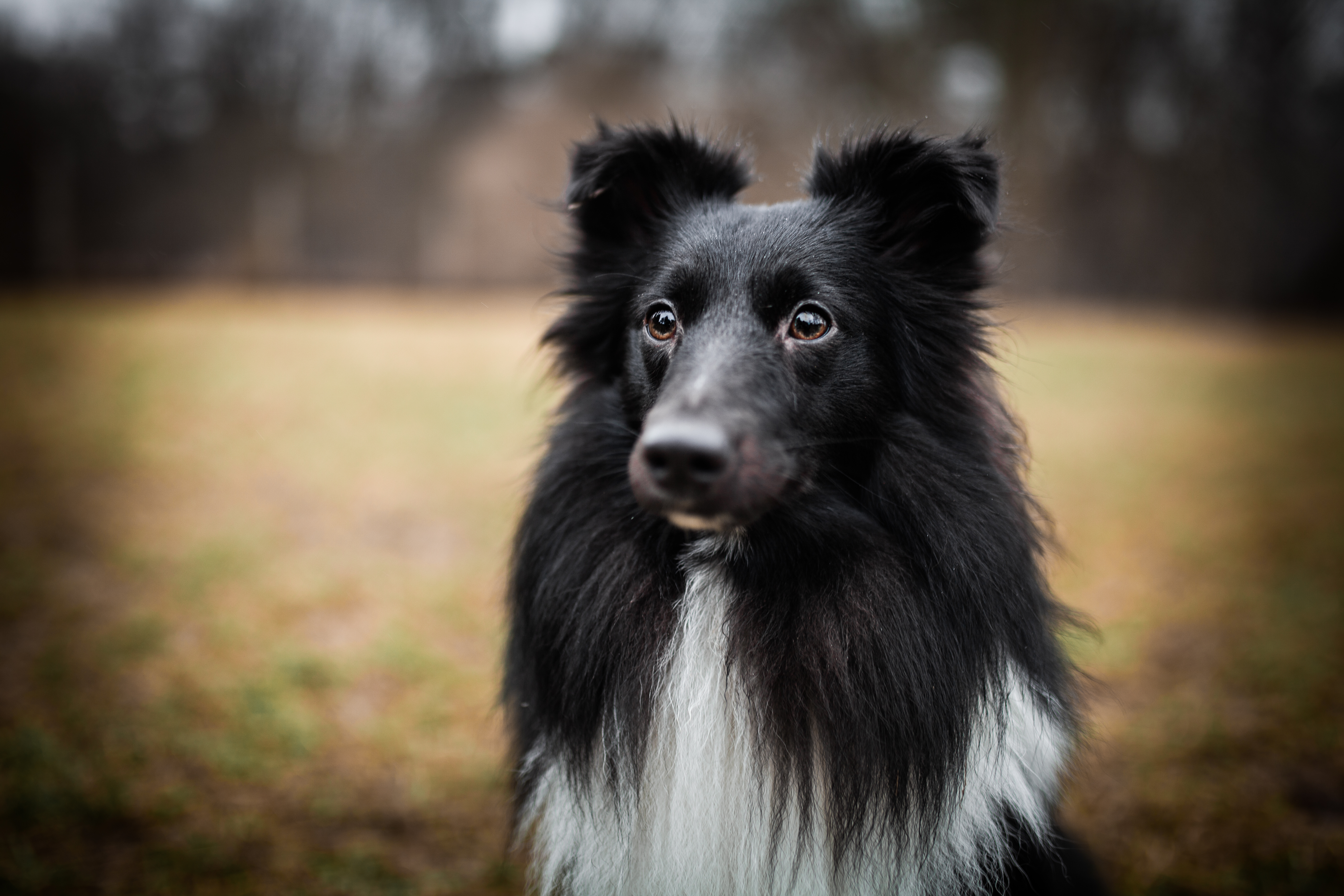 Cloud Dancer z Paleolitu