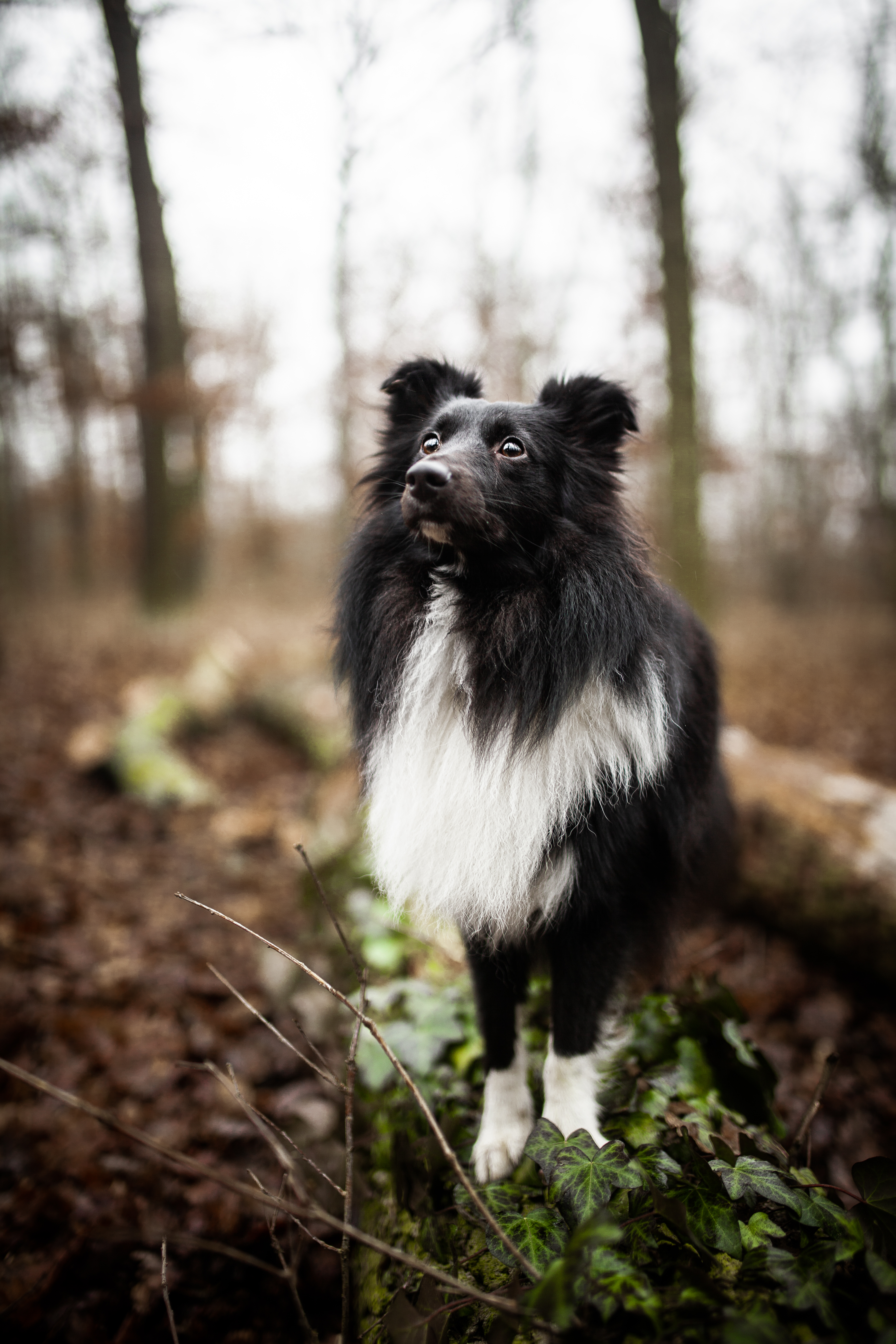 Cloud Dancer z Paleolitu