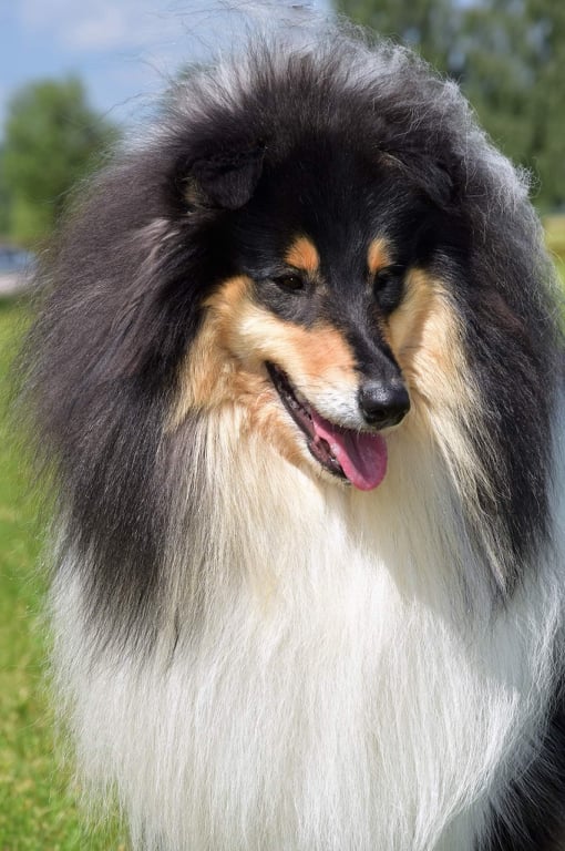 Balvenie Black Z Bohušova vrchu