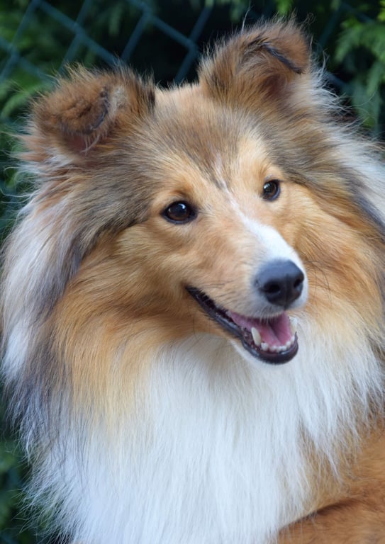 Smile Angel Milady Winter