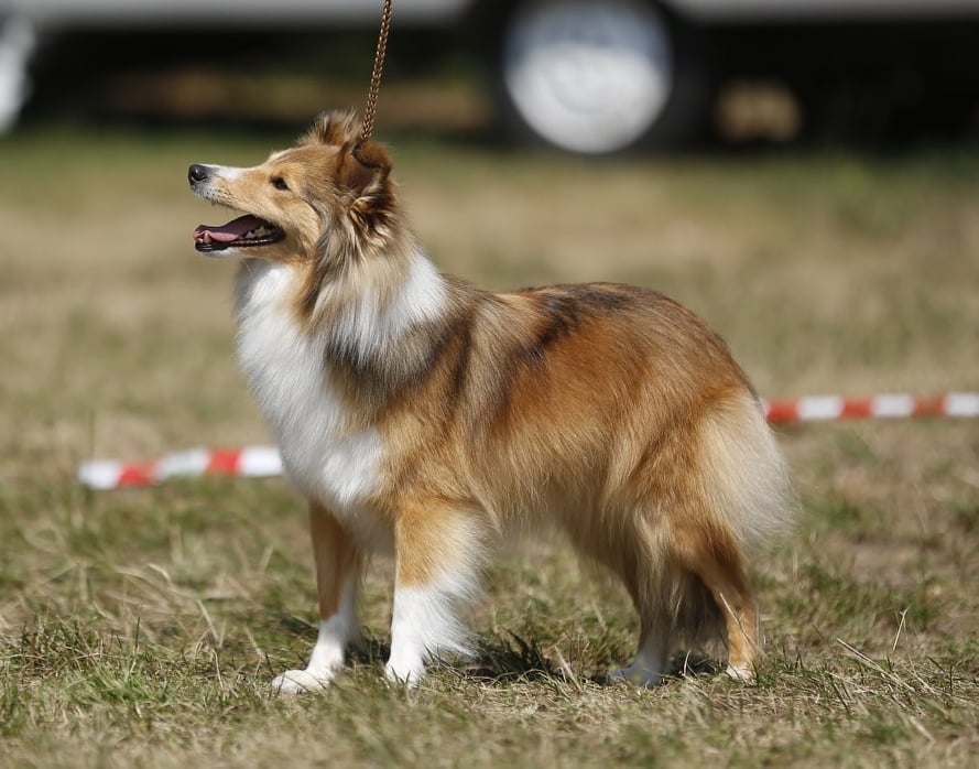 Smile Angel Milady Winter