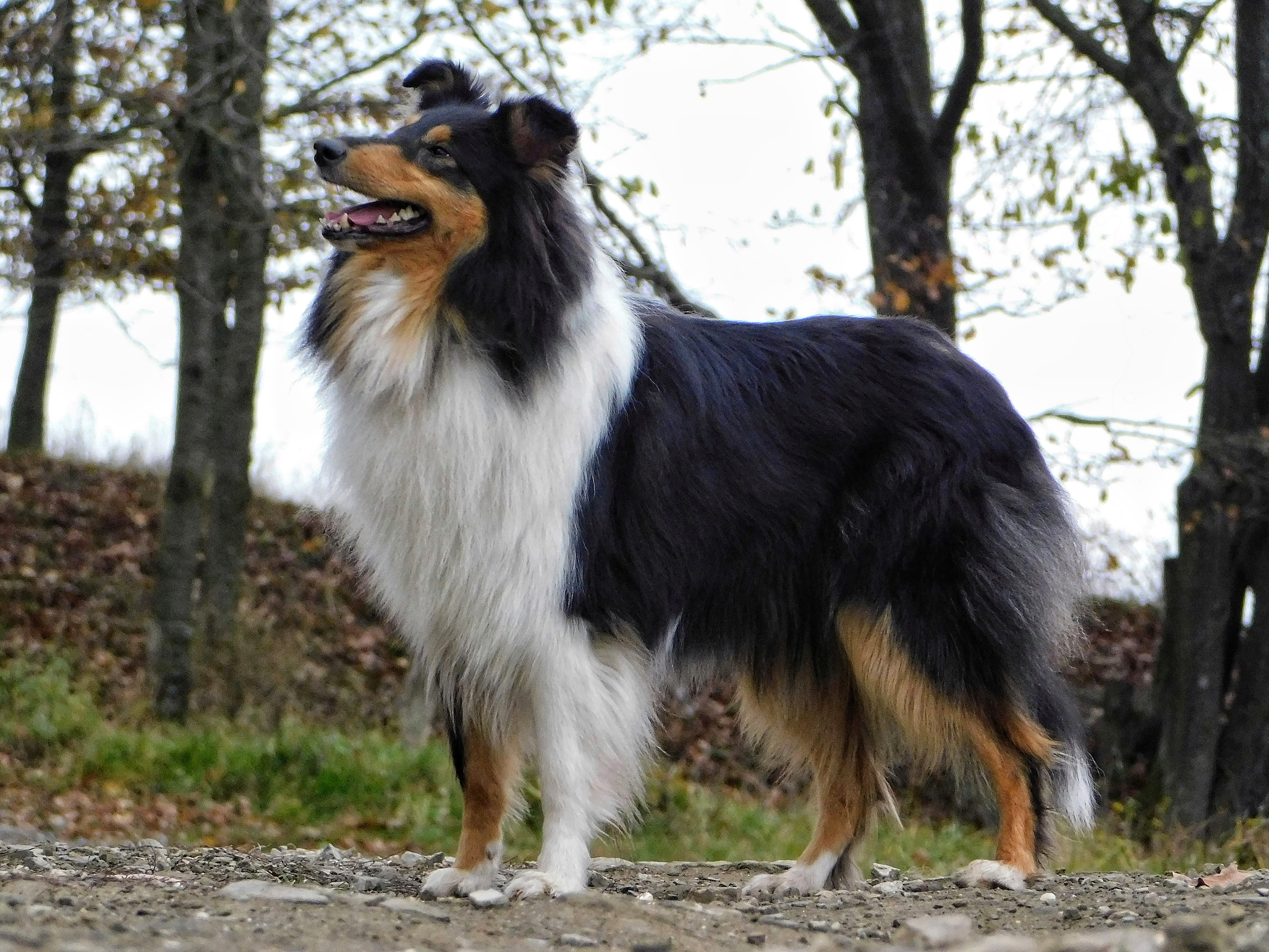 Quintesa Black Opal z Dančí Louky