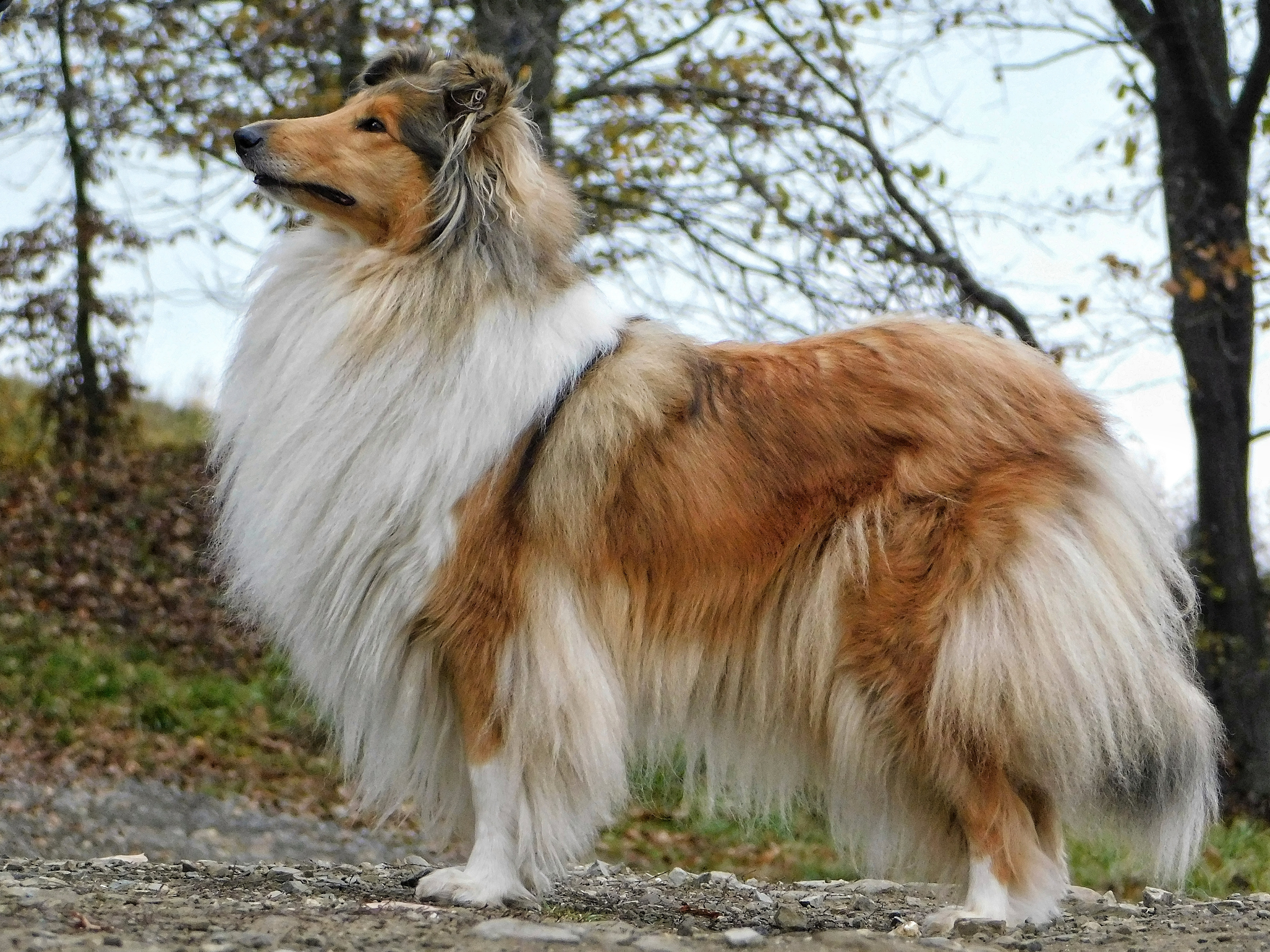 Loretta z Dančí louky