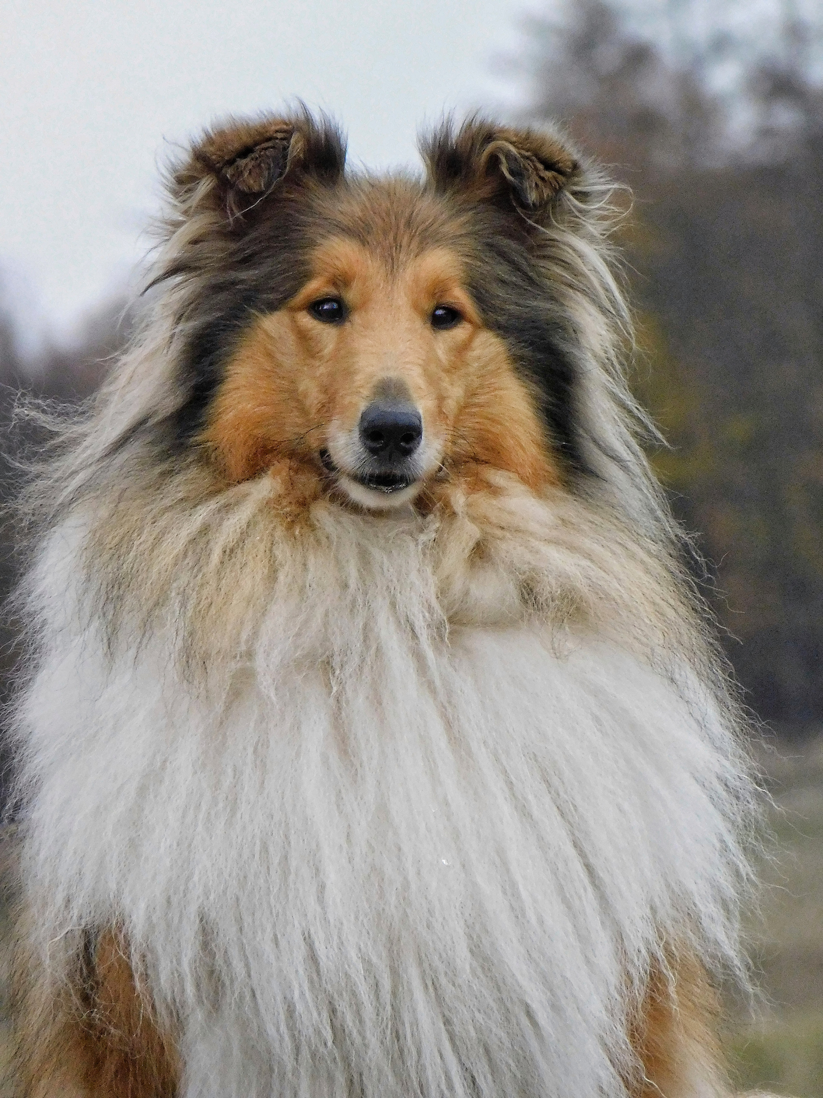 Loretta z Dančí louky