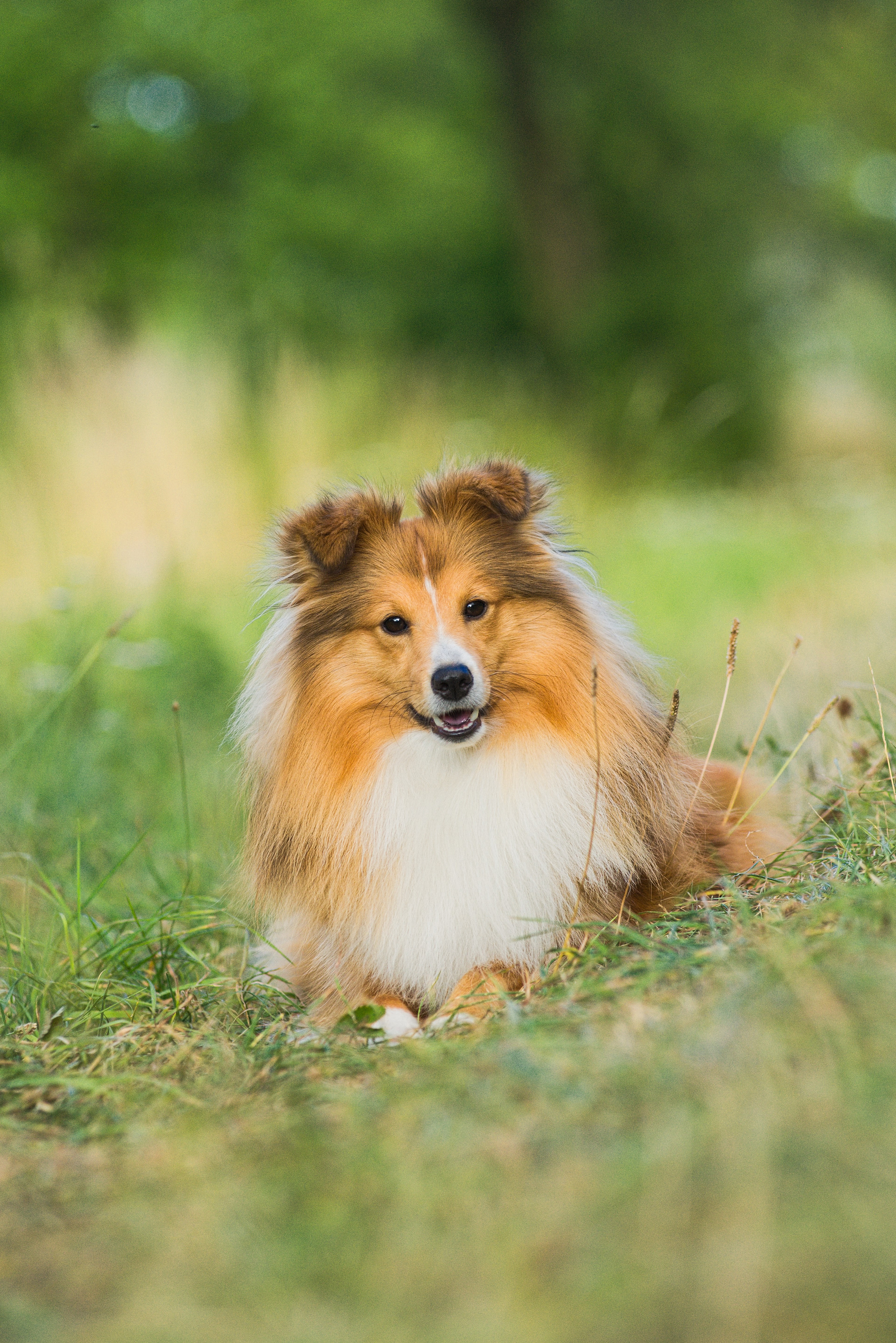 Alex City of Rhododendrones