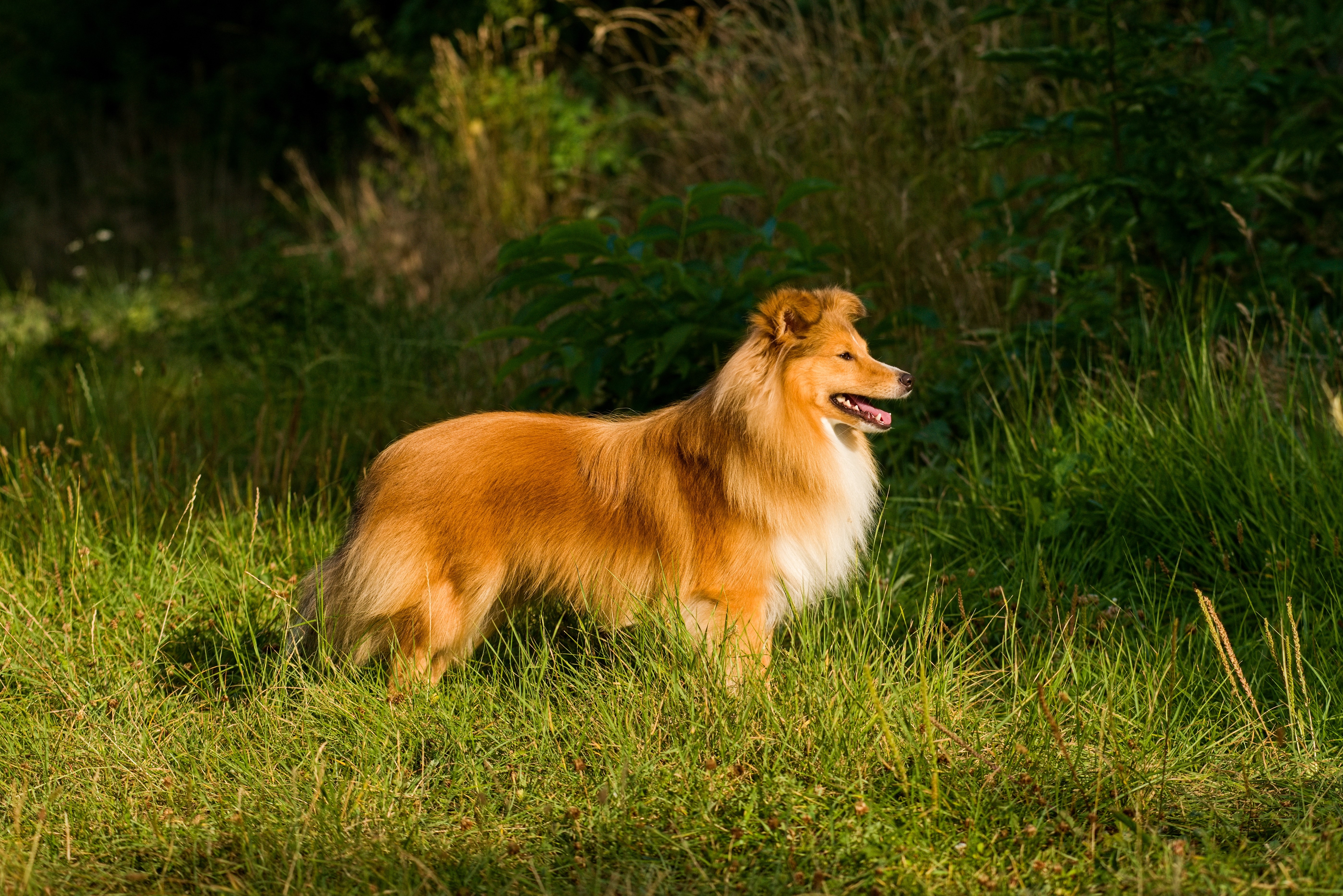 Alex City of Rhododendrones