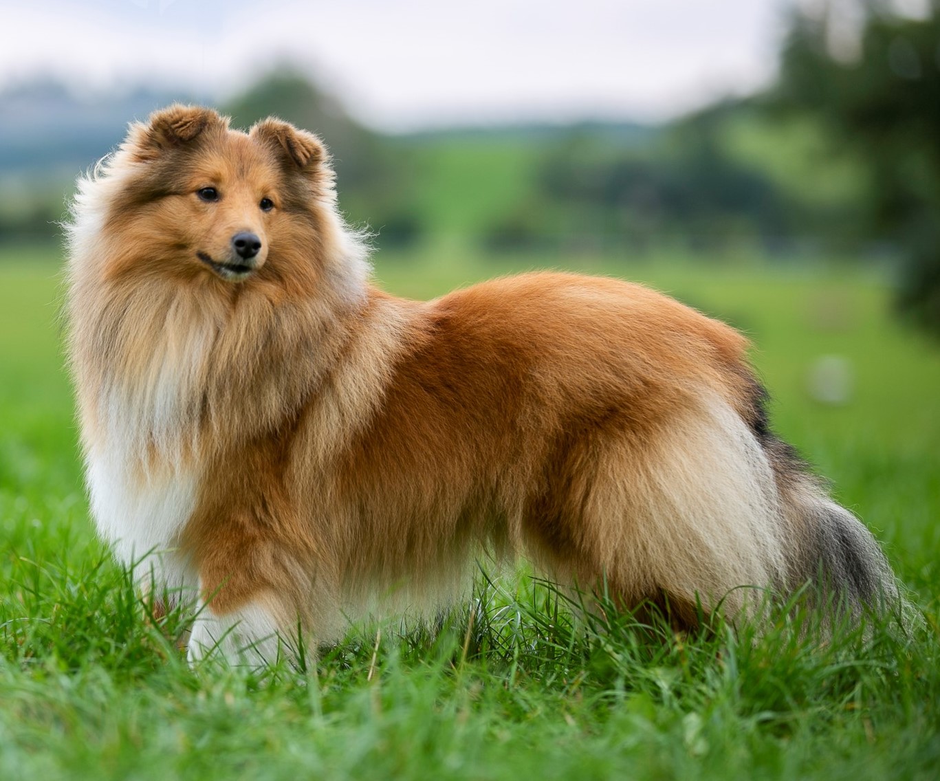 Armani pod Liščí horou