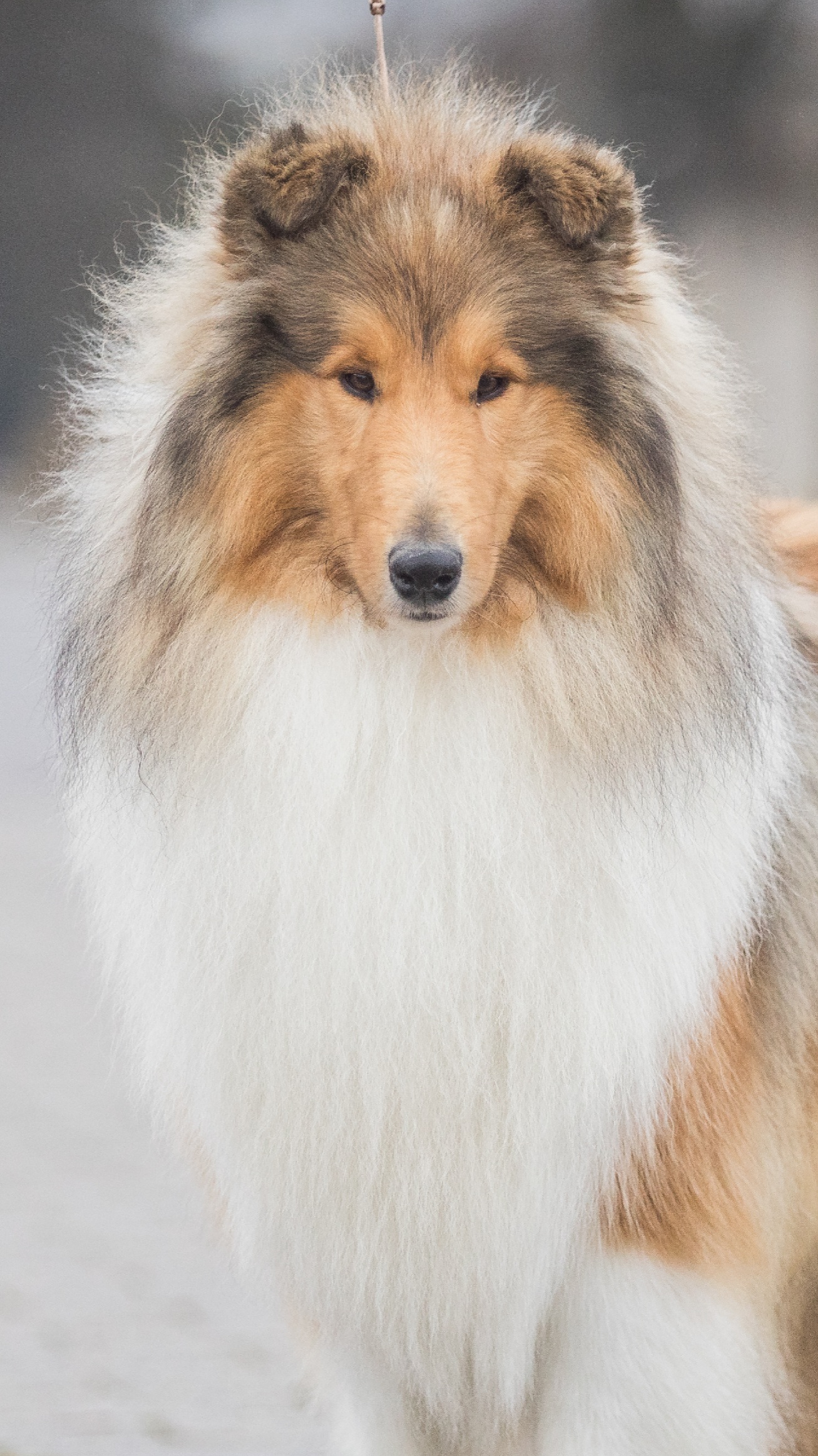 Zolli z Dančí louky