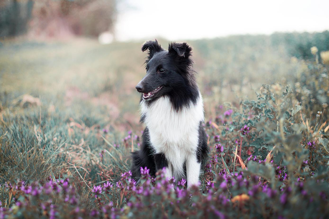 Glory Day ze Smrčkova dvora