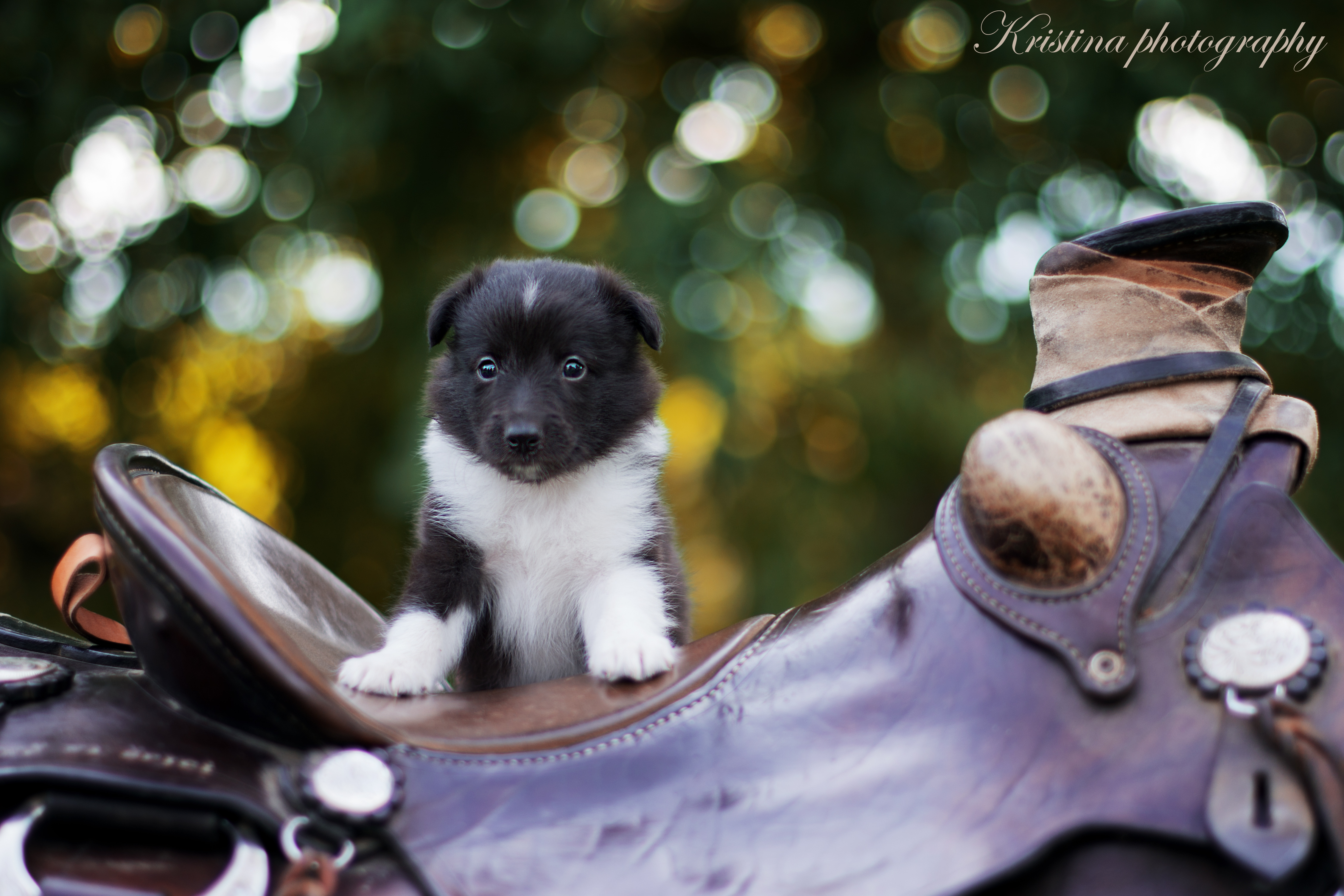 Glorious Black ze Smrčkova dvora