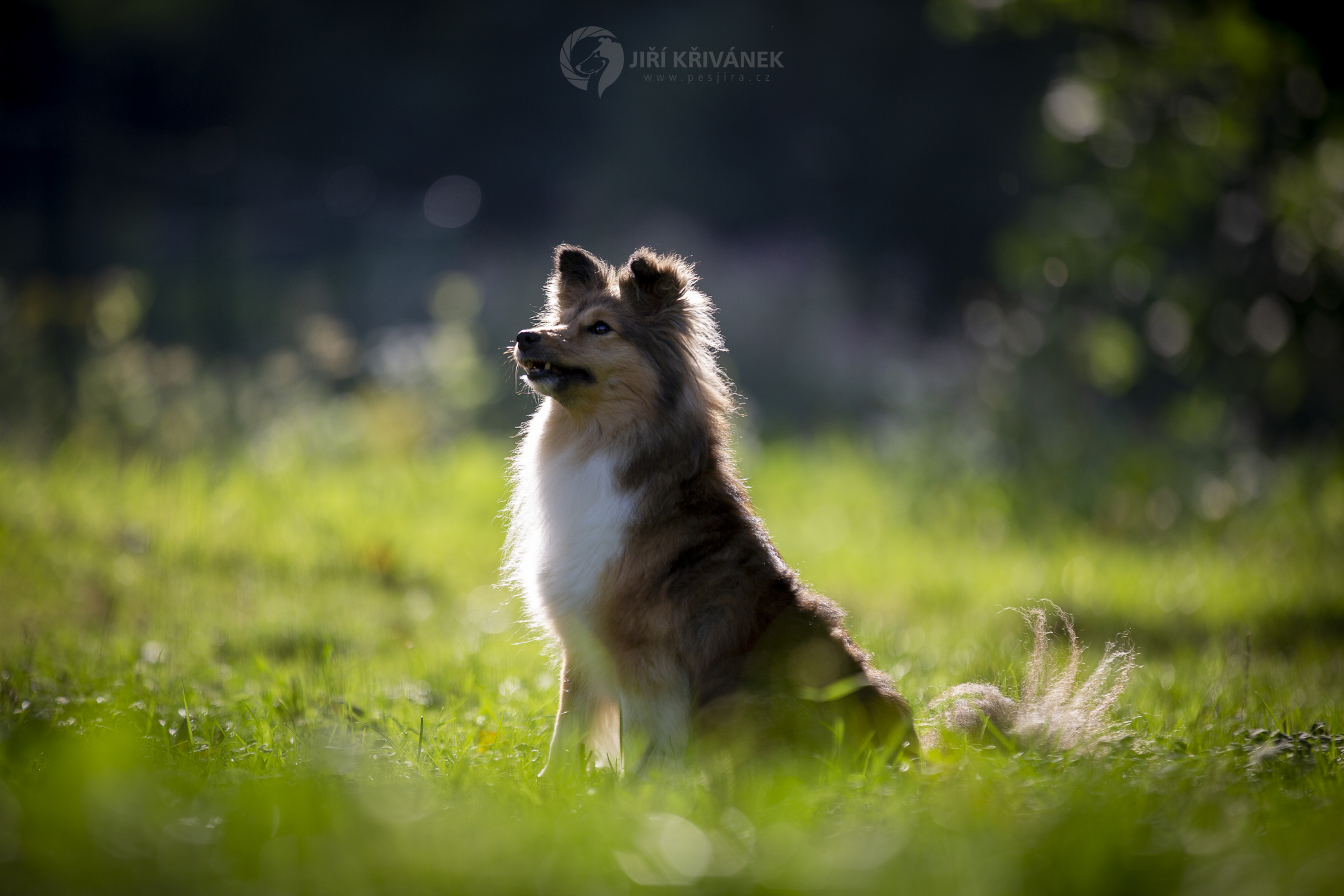 BEAUTY ze Smrčkova dvora