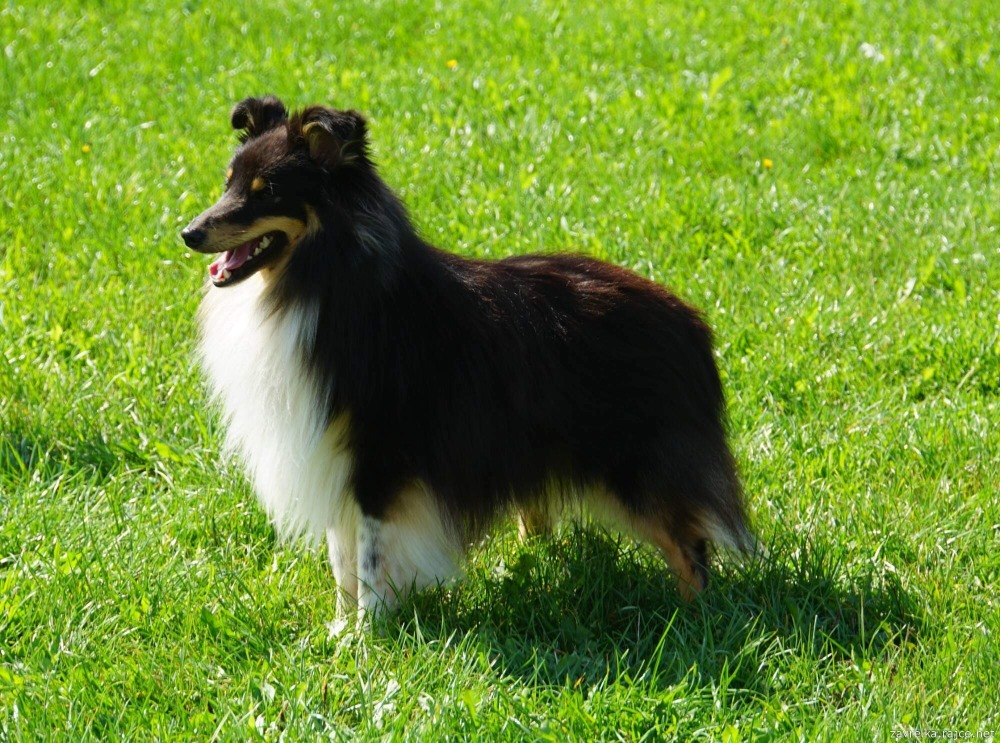 Rapper Moravské srdce