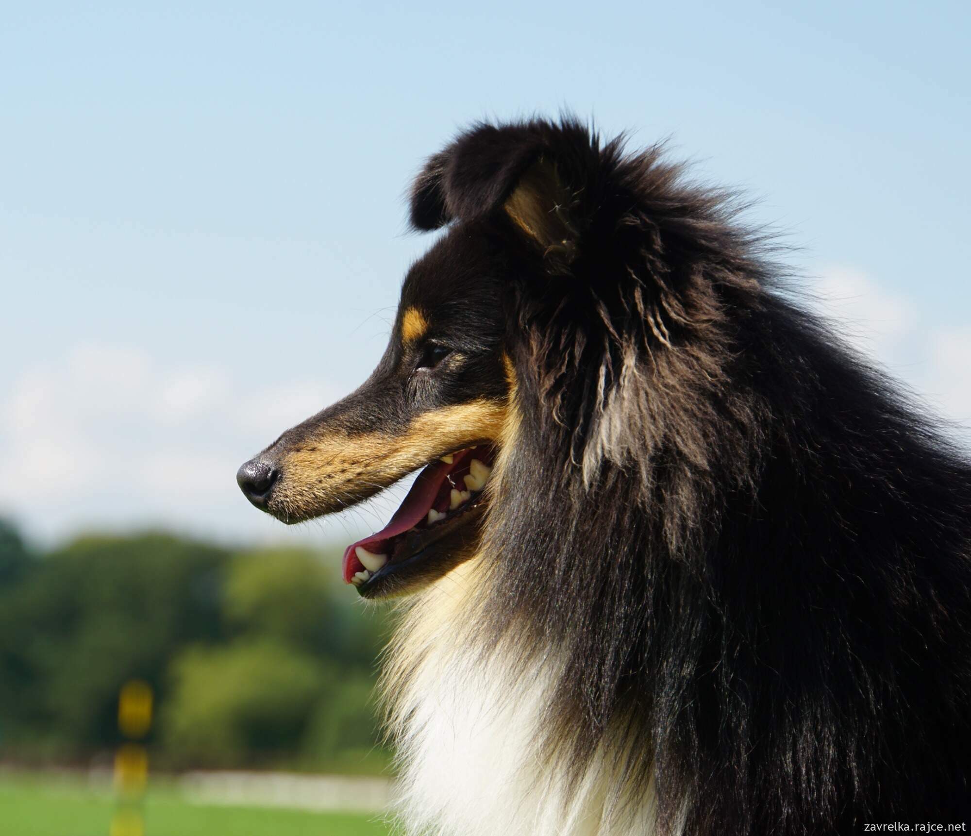 Rapper Moravské srdce