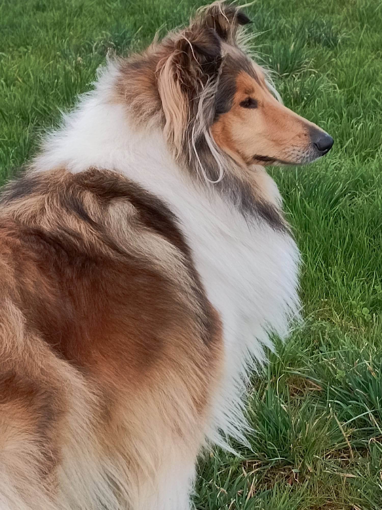 Arwen Aurelia Srdce smečky