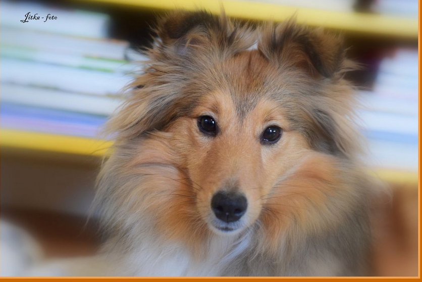 Fiery Phoenix Dancing in the wind