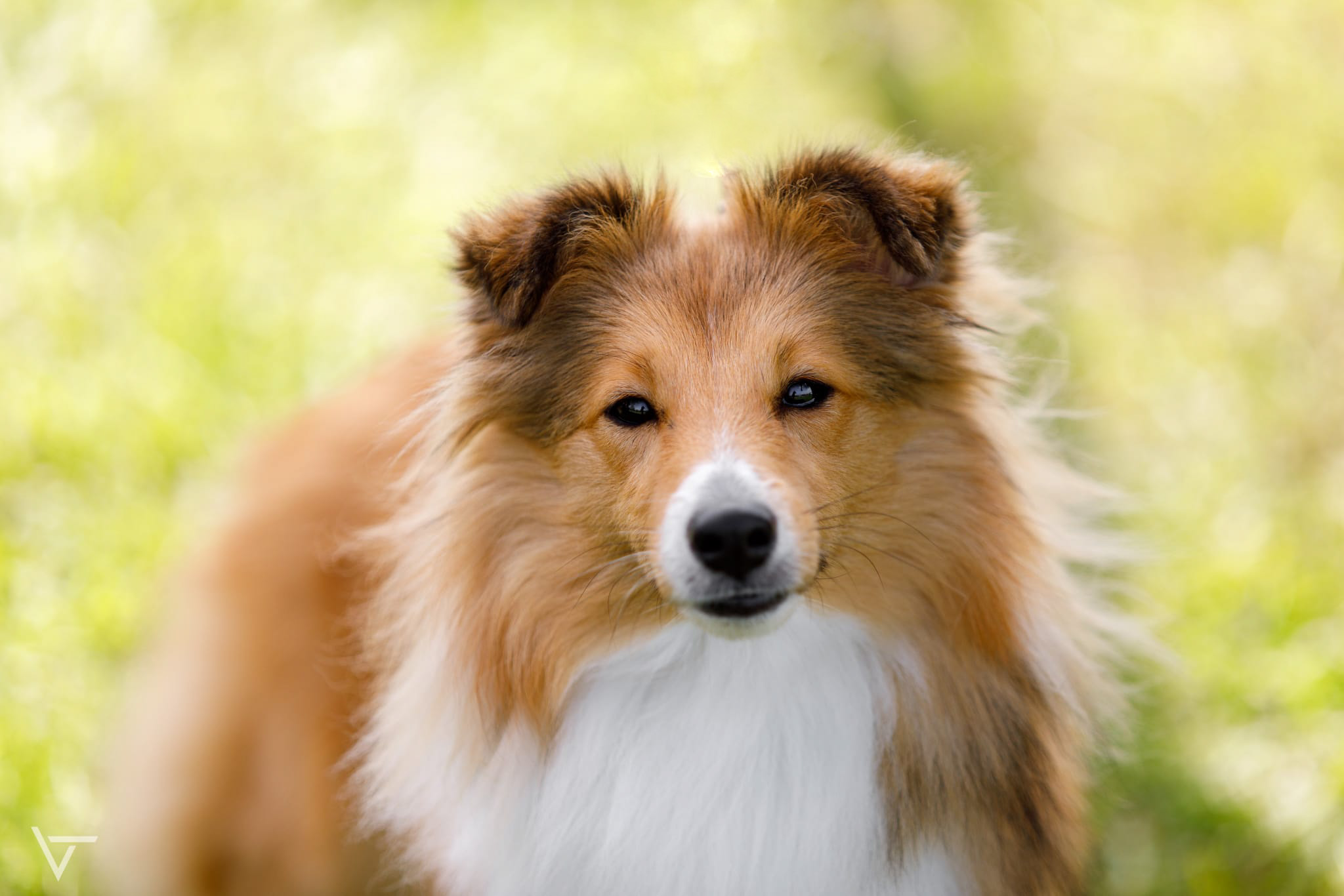 Bree Michelle Štěstí ze severu