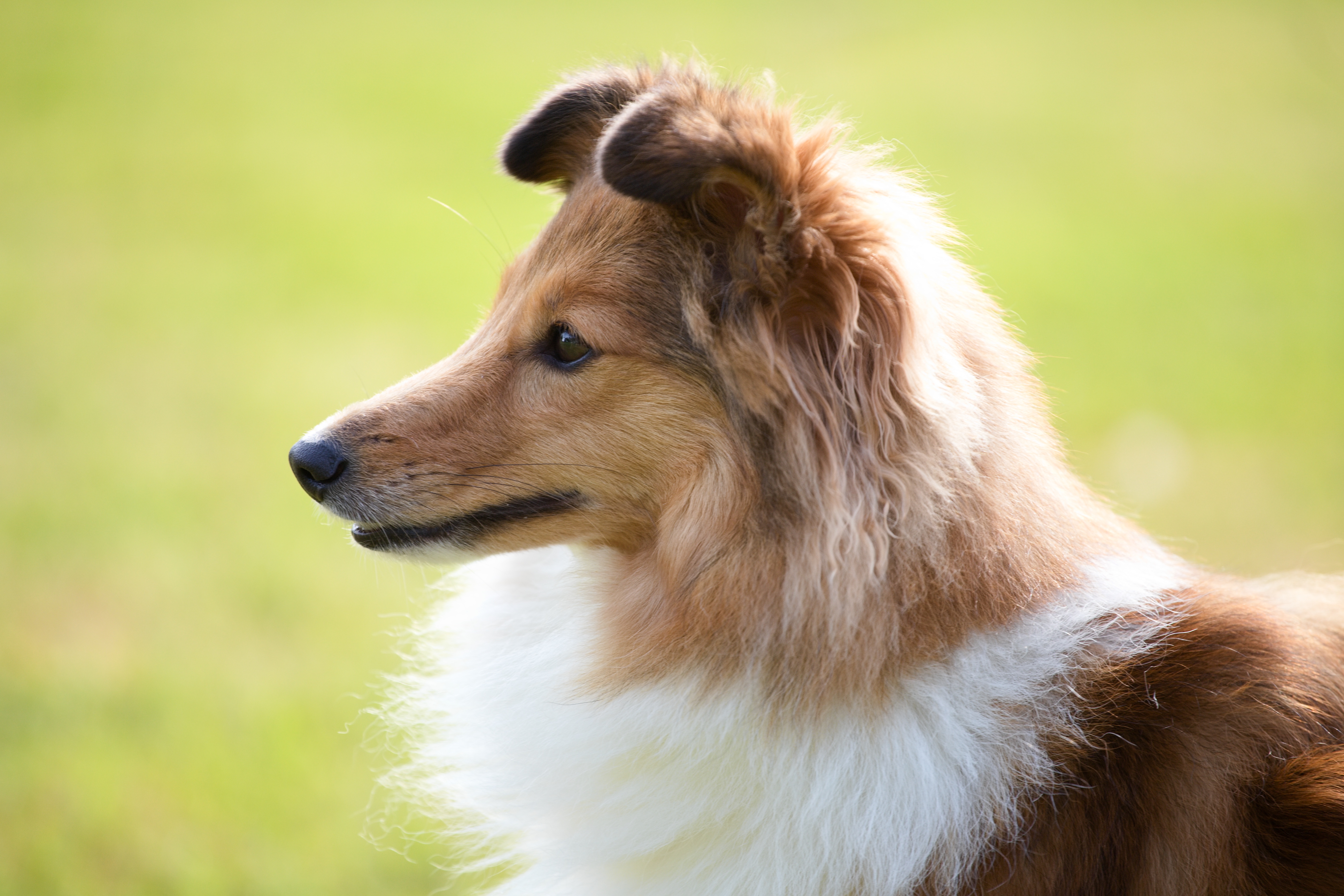 Essi Daven Dancing in the wind