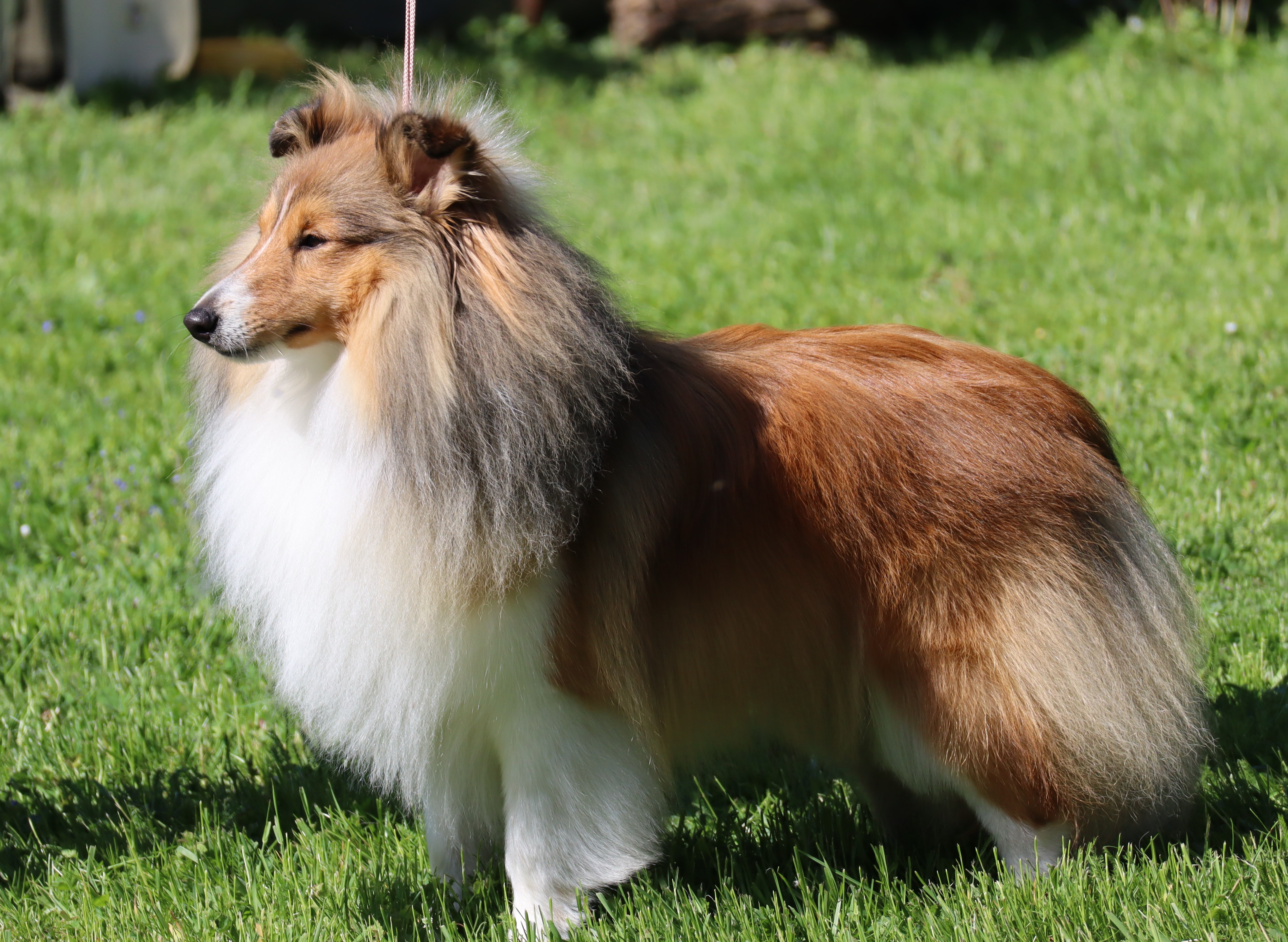 Lamborghini Perla z Polabí