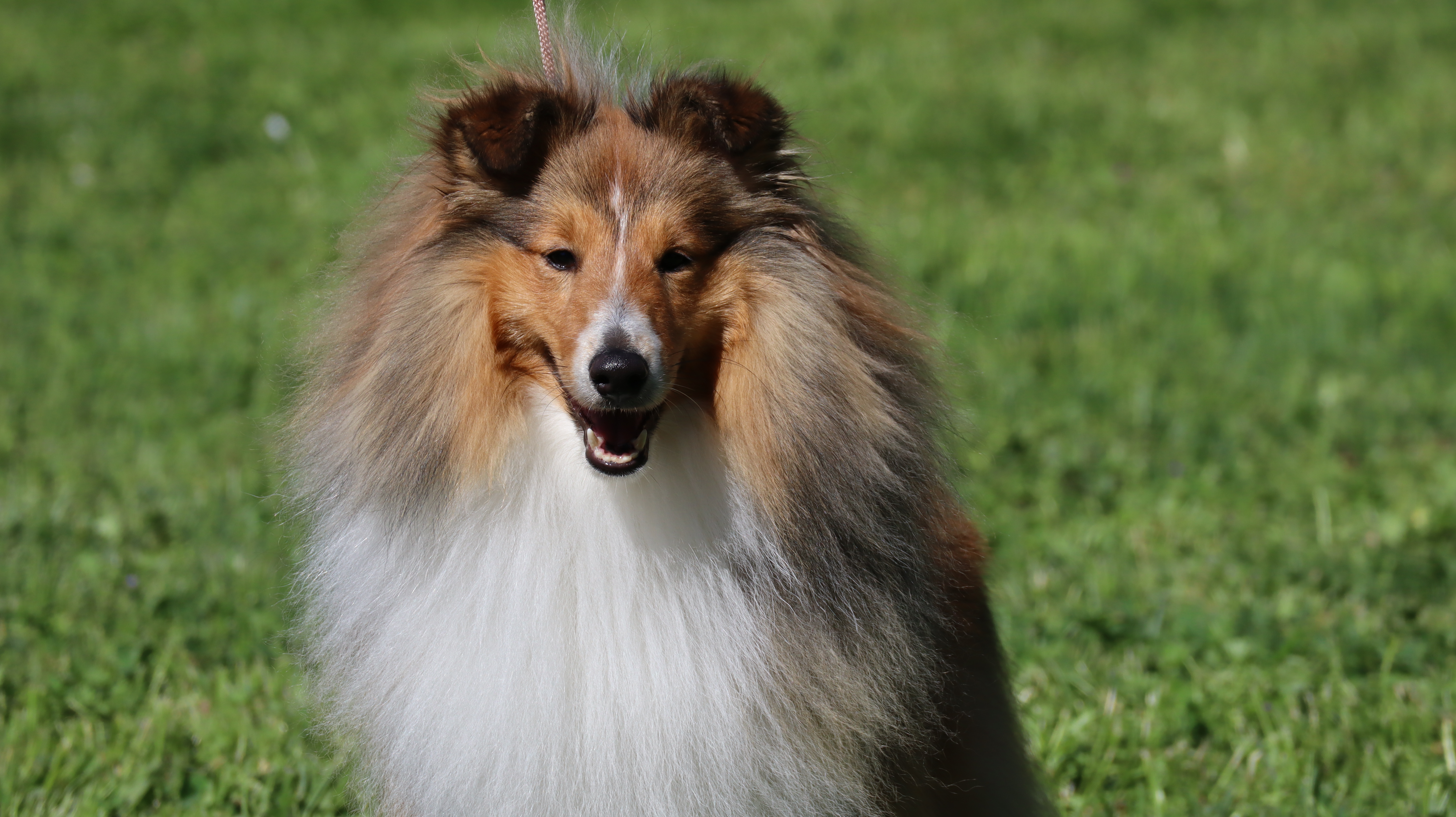 Lamborghini Perla z Polabí