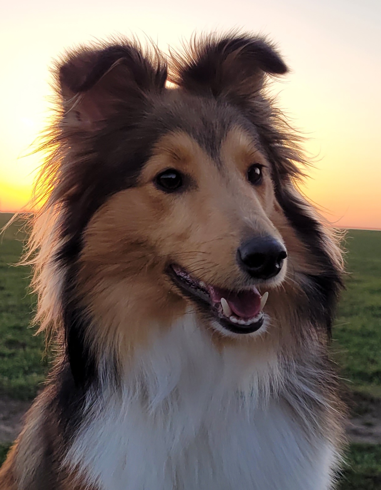 Ofélie z Pozdeňské vísky