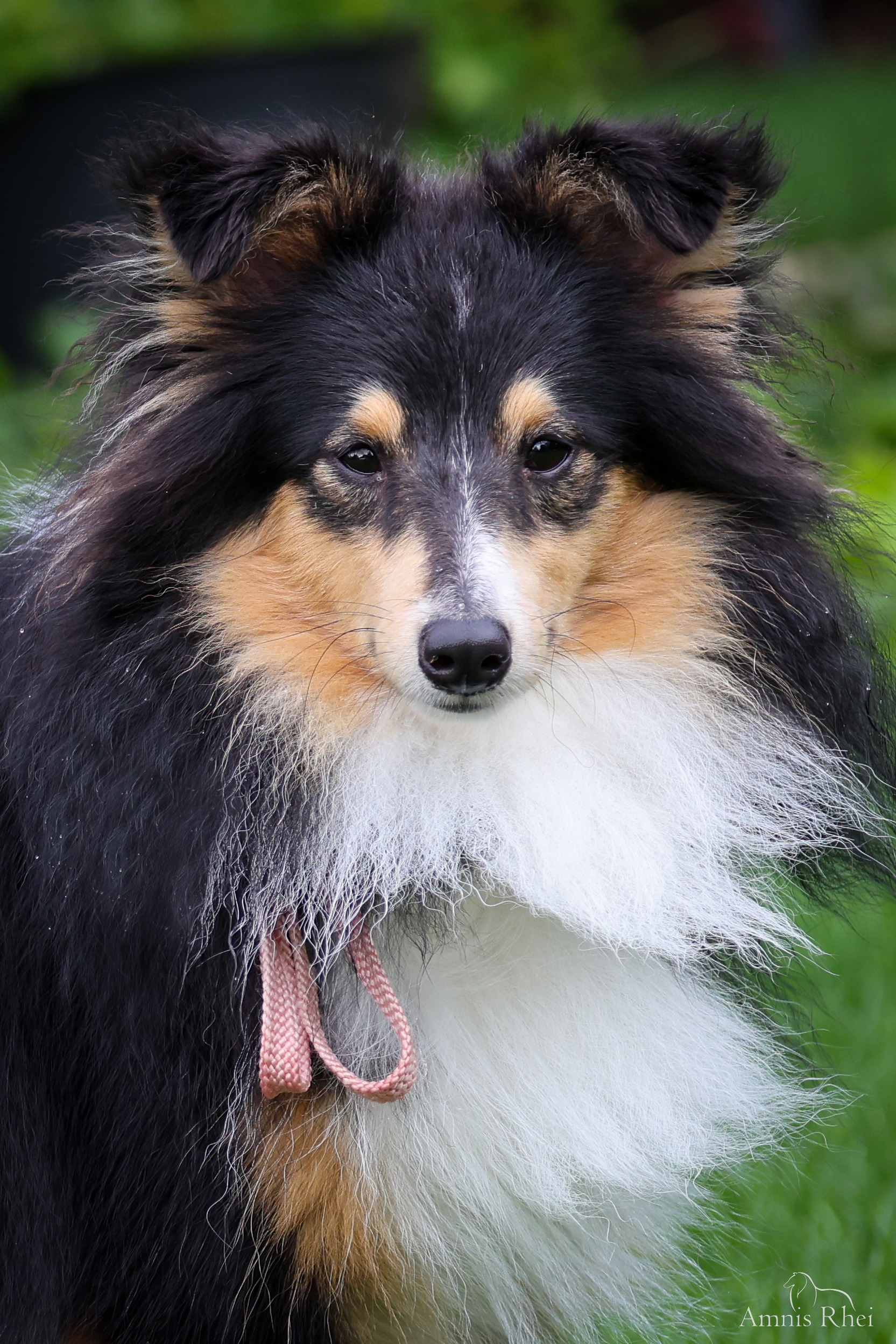 Ocean Pearl Amnis Rhei