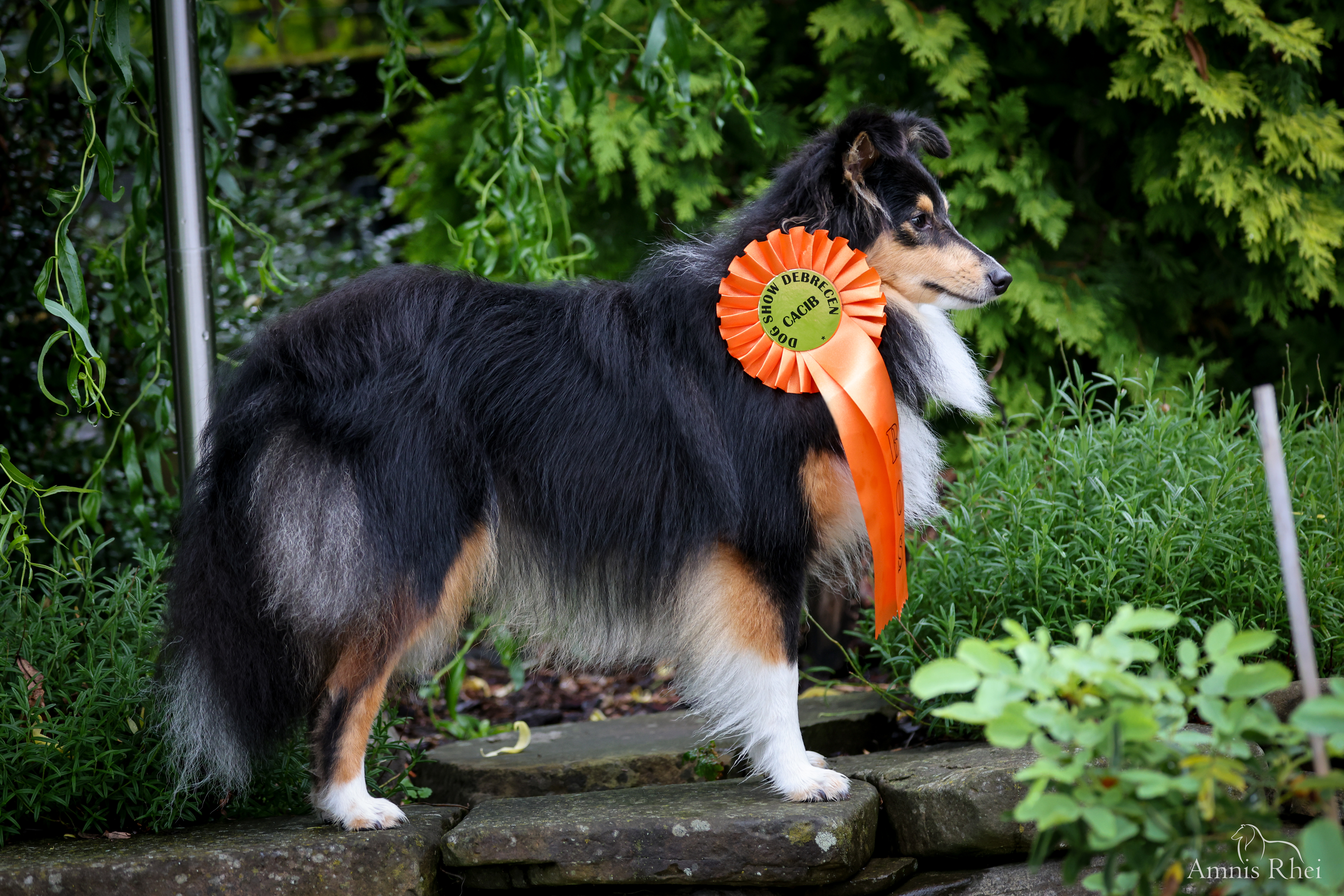 Ocean Pearl Amnis Rhei