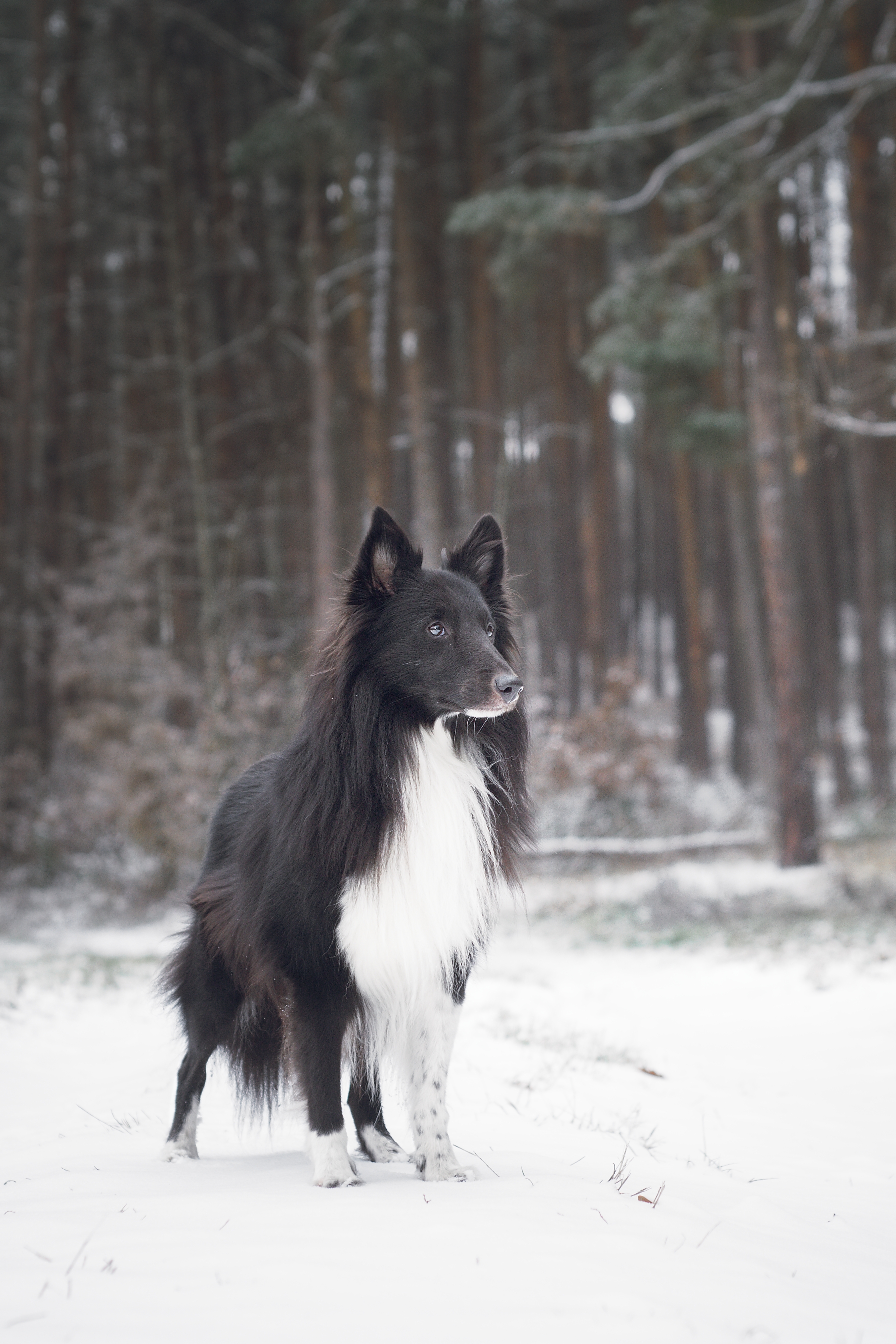 ANGEL BIBLACK Majlia