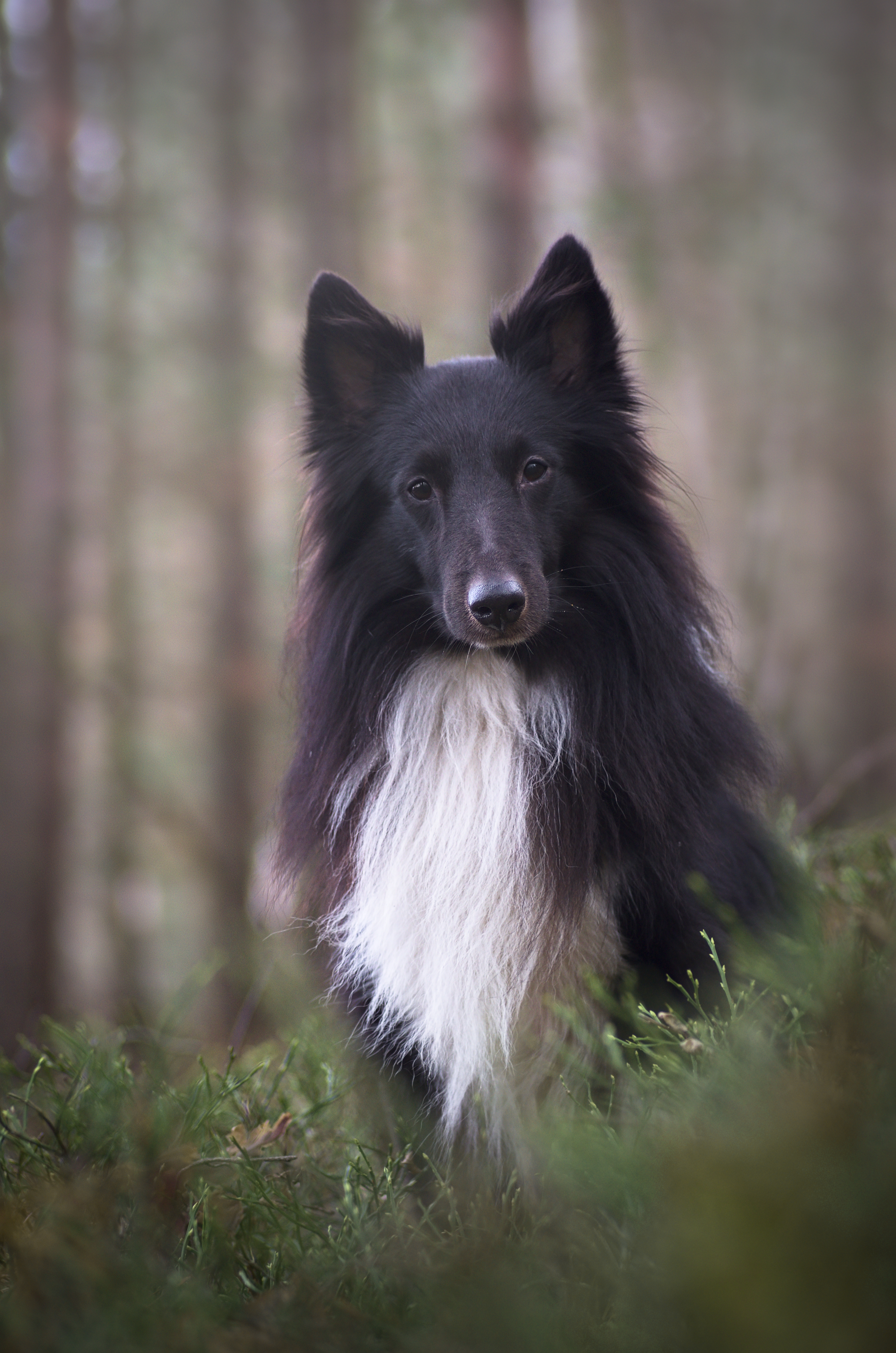 ANGEL BIBLACK Majlia