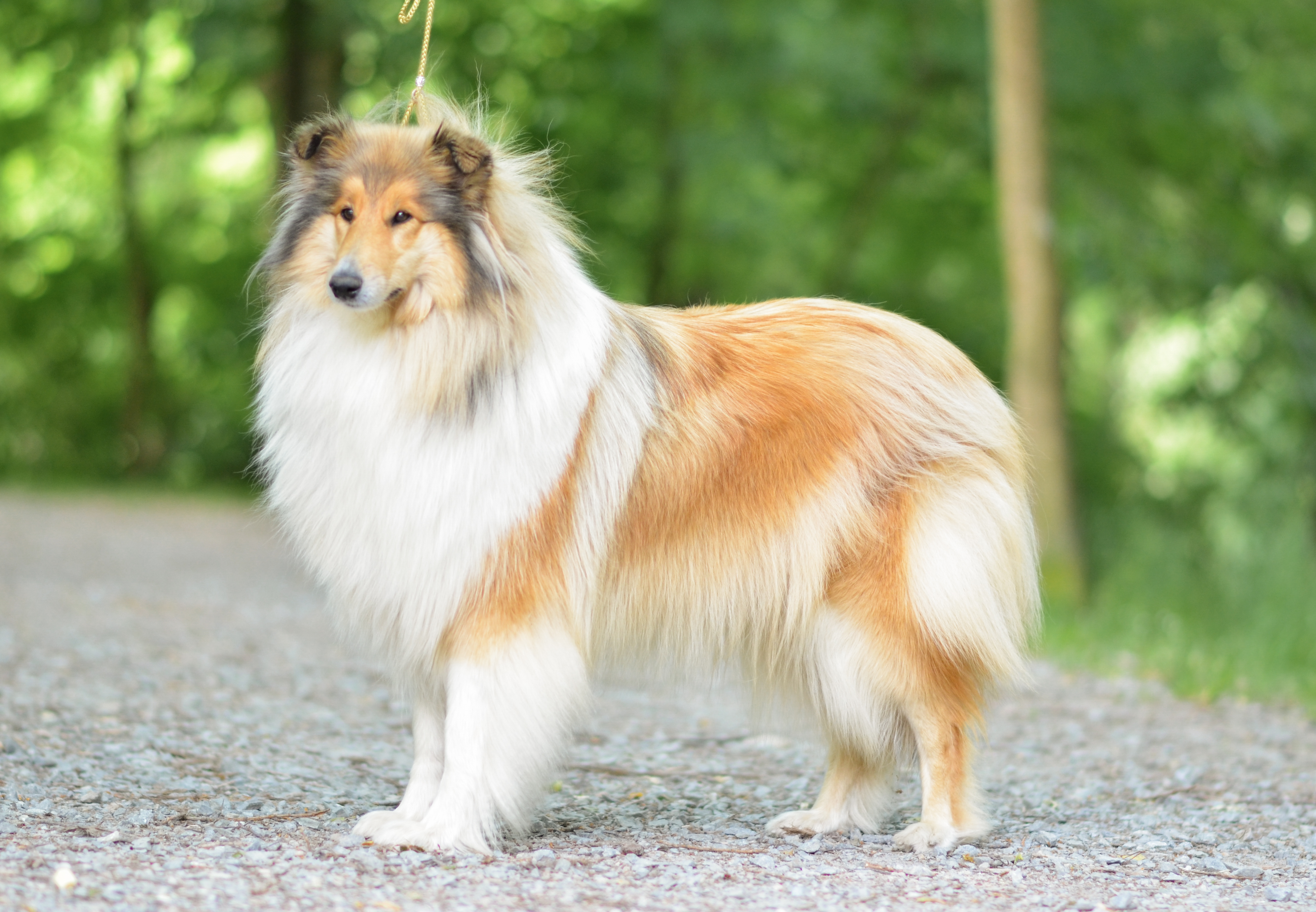 Desideria de Draco Magic True Love