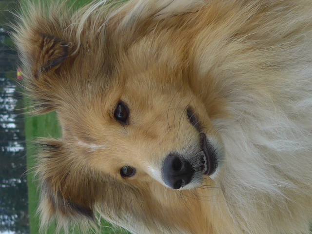 Attina City of Rhododendrones