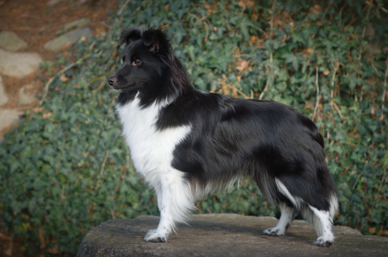 Fall Into The Highlight of ImpressiveTwilight