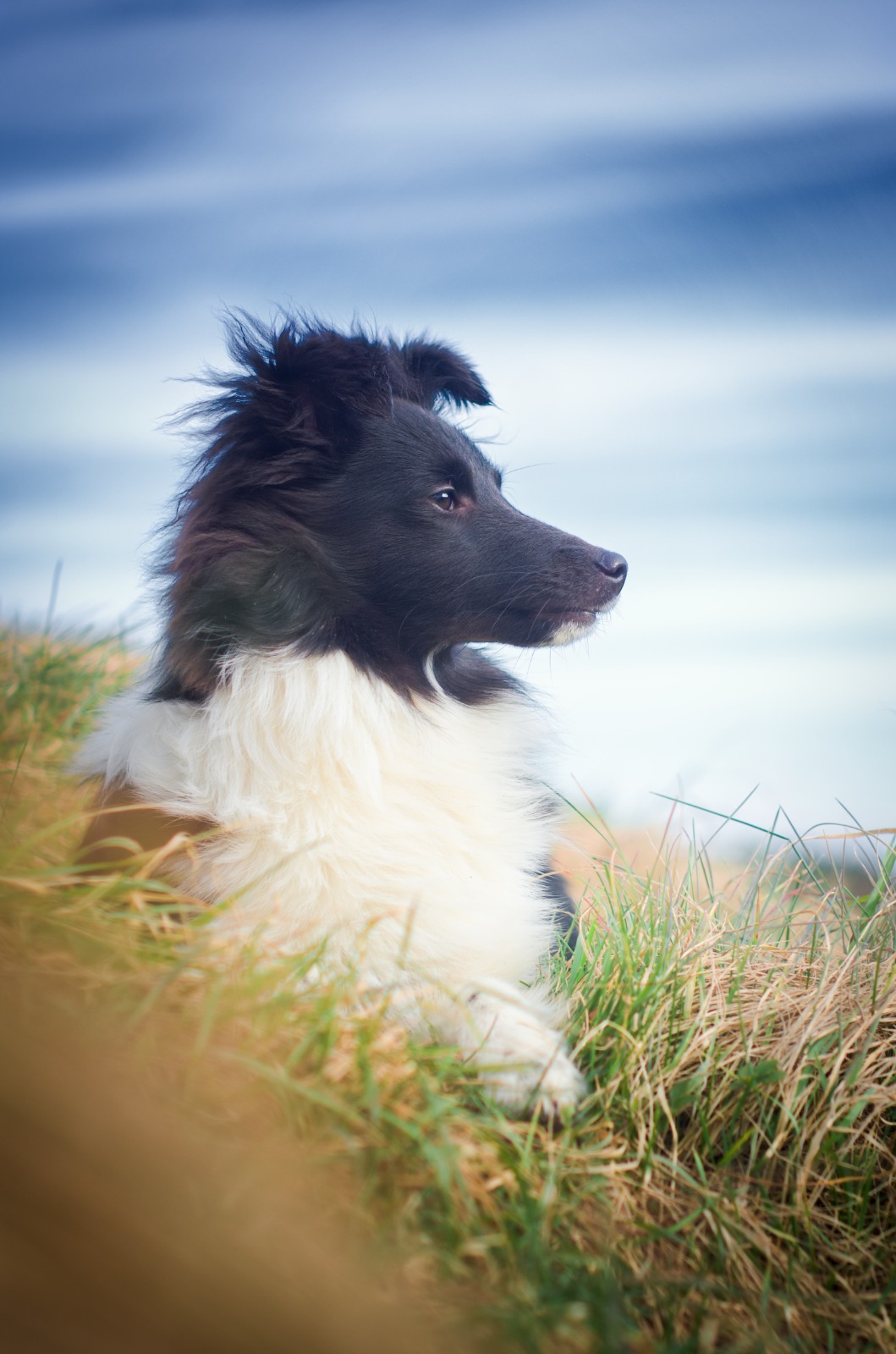 Fall Into The Highlight of ImpressiveTwilight