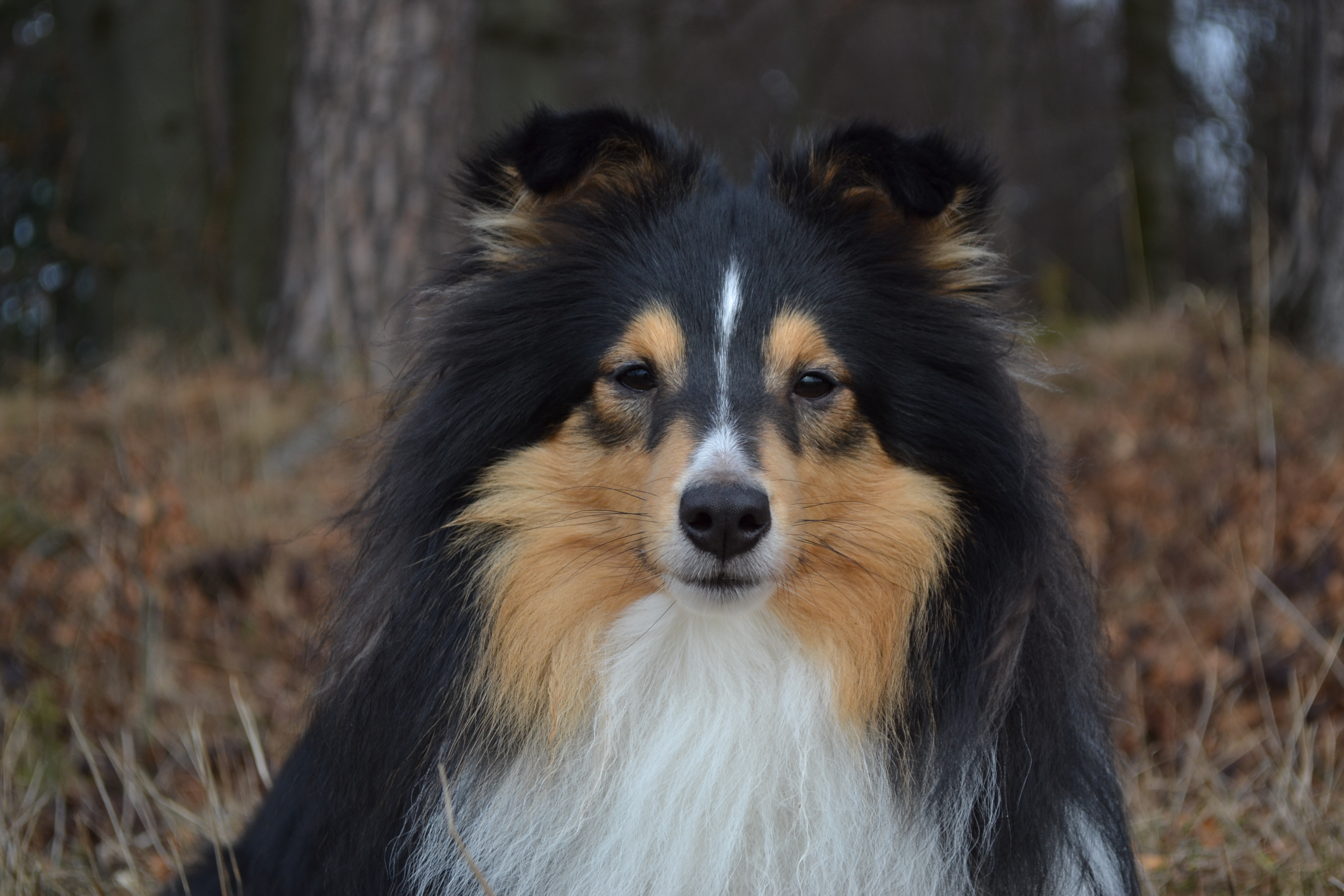 Orion The Hunter Amnis Rhei