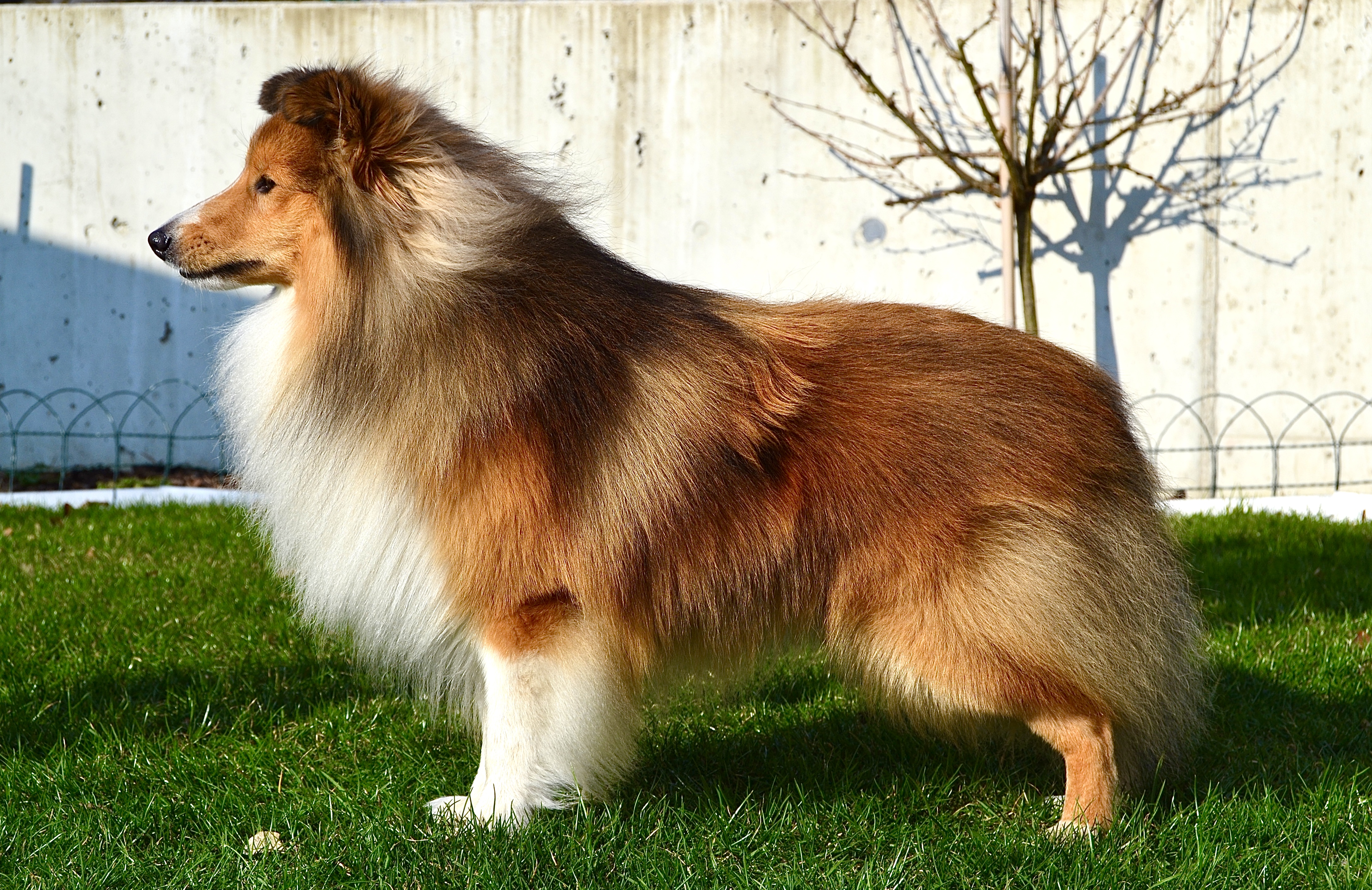 Flash Gordon Shetlandská hvězda