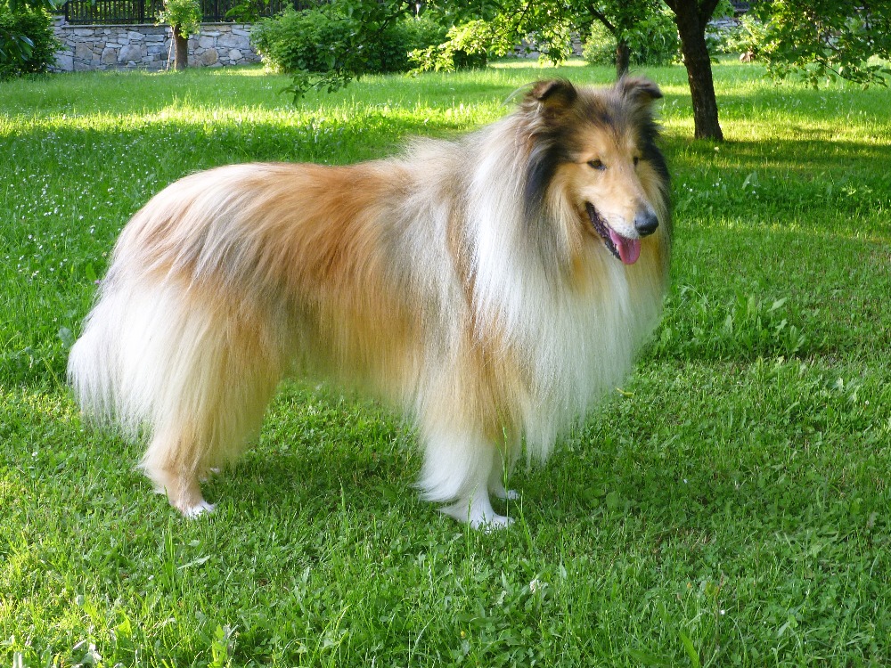 Dayton Dion  Plácek pod strání