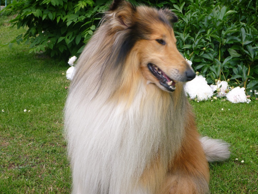 Dayton Dion  Plácek pod strání