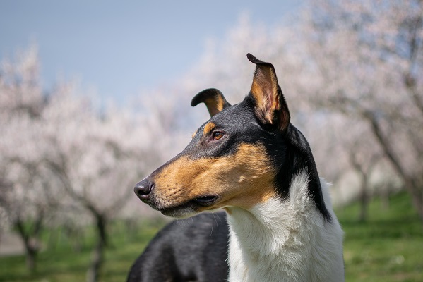 Confluentes Molinari