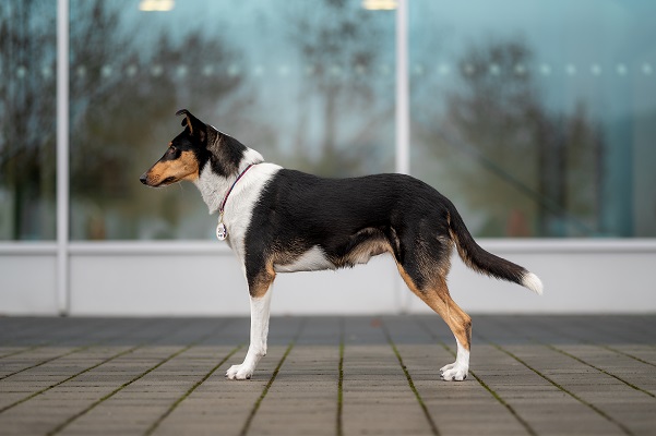 Confluentes Molinari