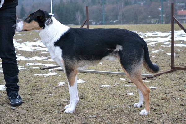 Aladin HaFin Blatná