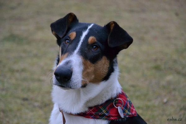 Aladin HaFin Blatná