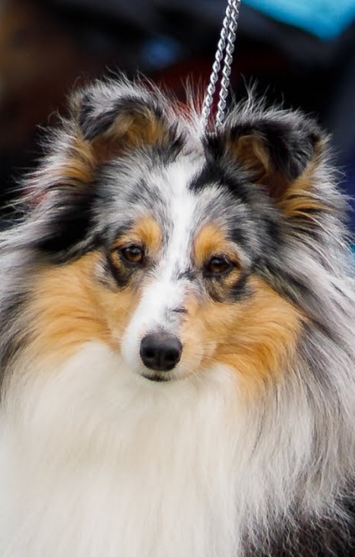 Just A Jewel Královský dar