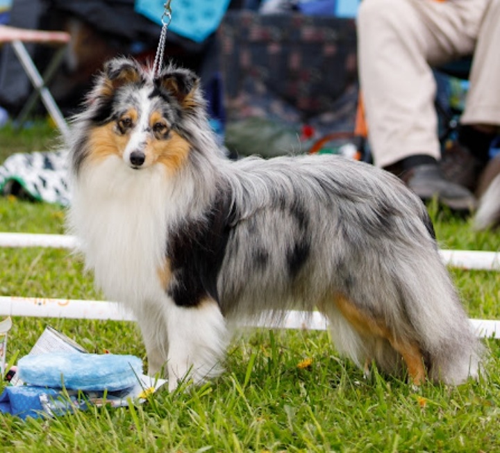 Just A Jewel Královský dar