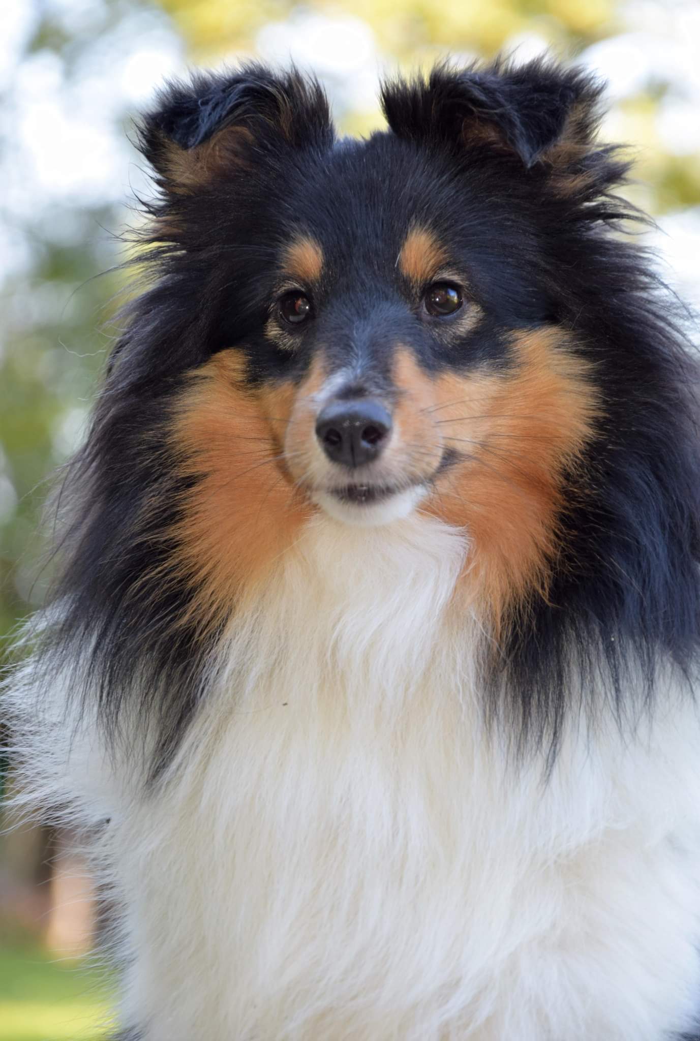 Uvertyura Show Elveras