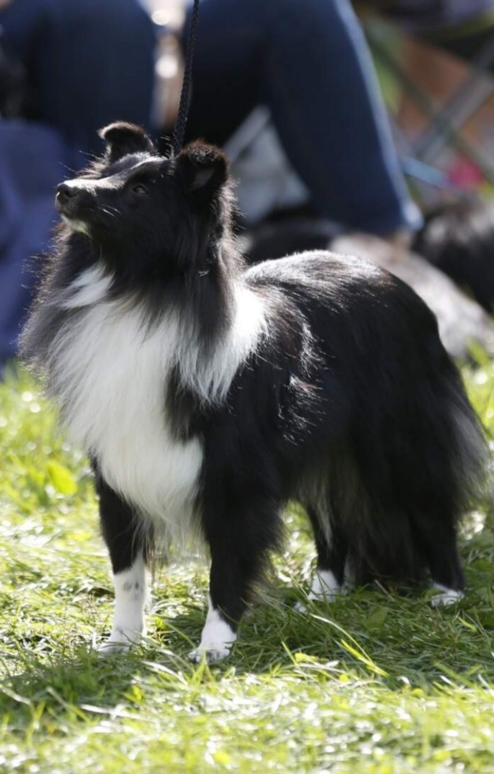 Cherish Královský dar