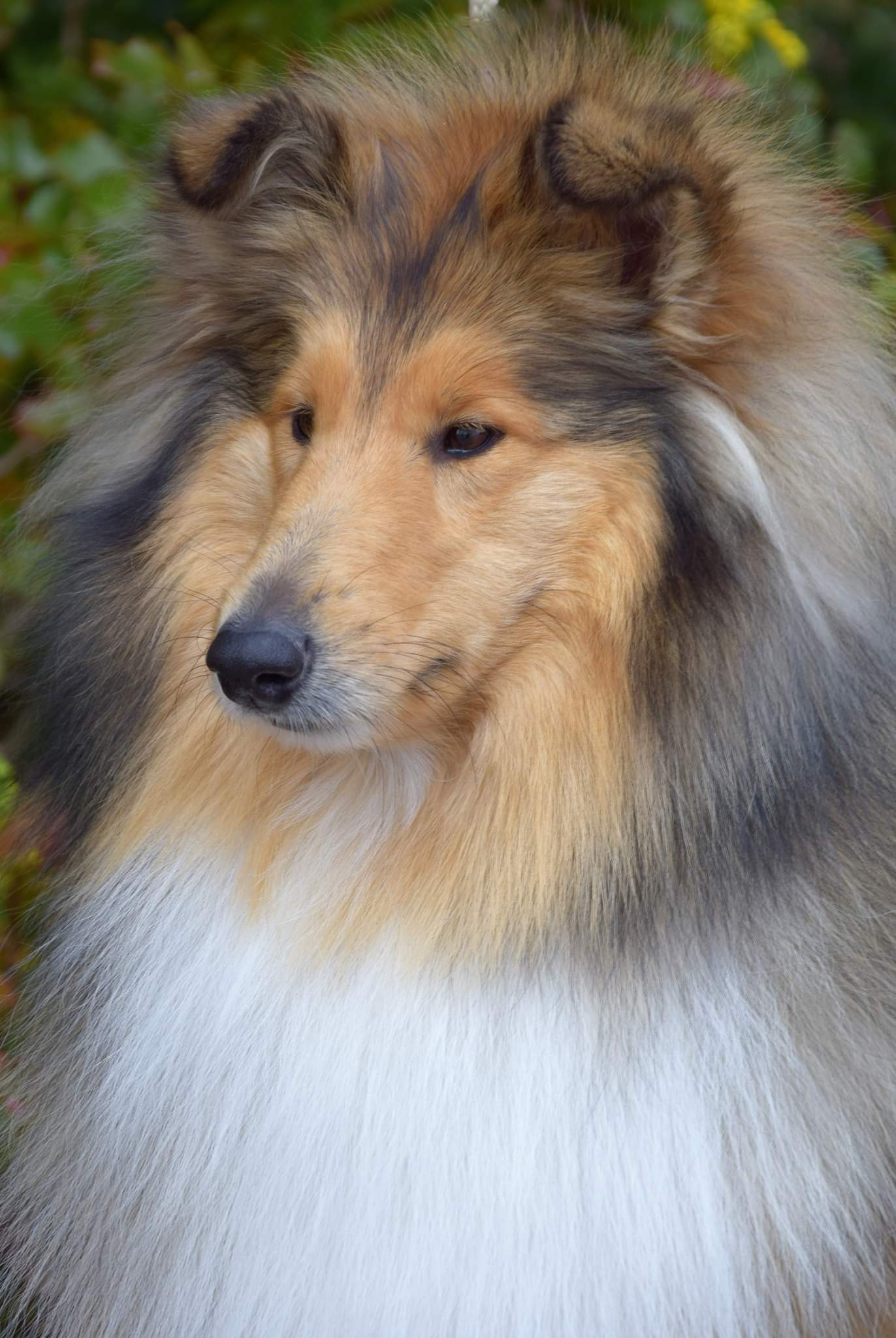 Mandy Královský dar