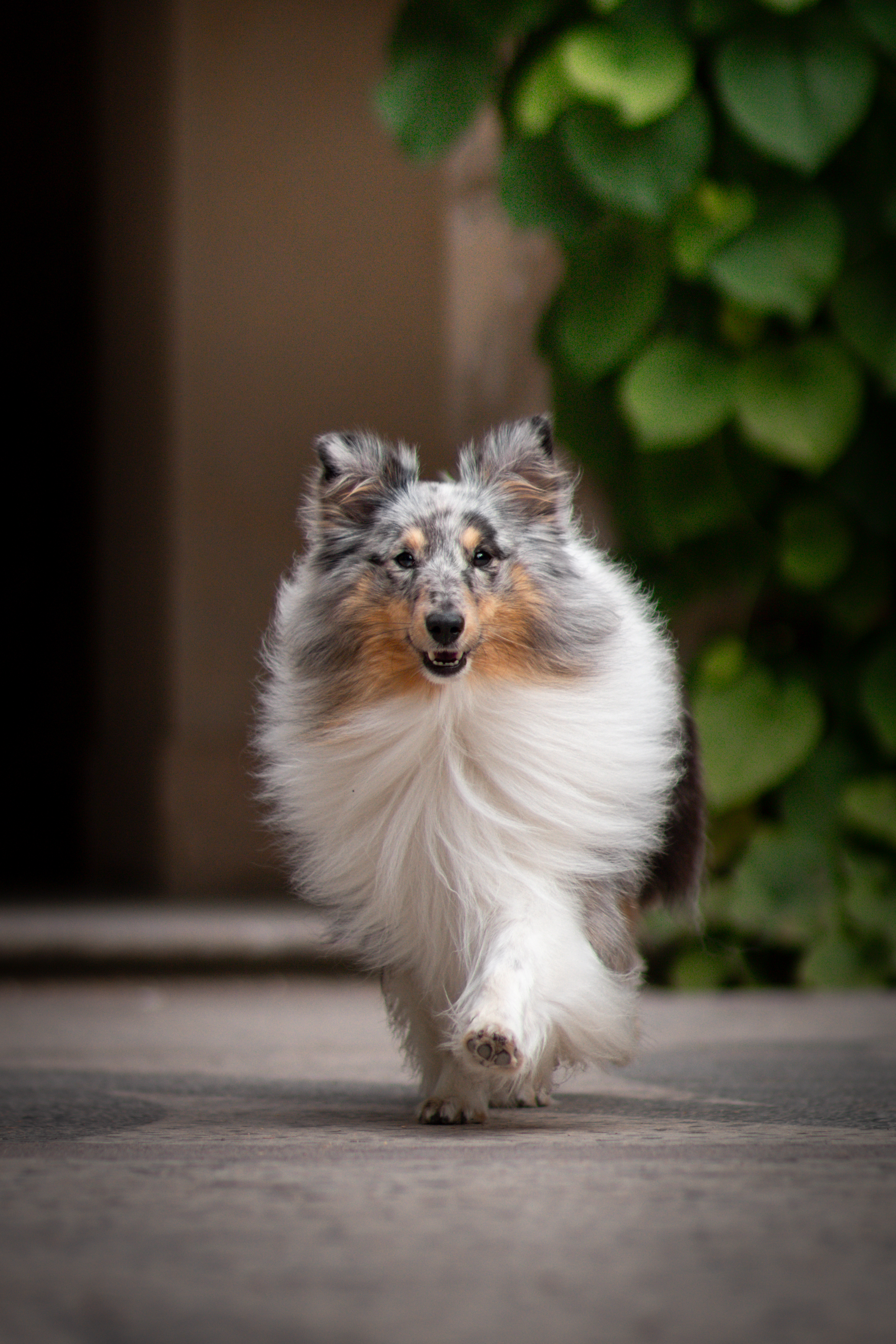 Ghost Gucci ze Shetlandů